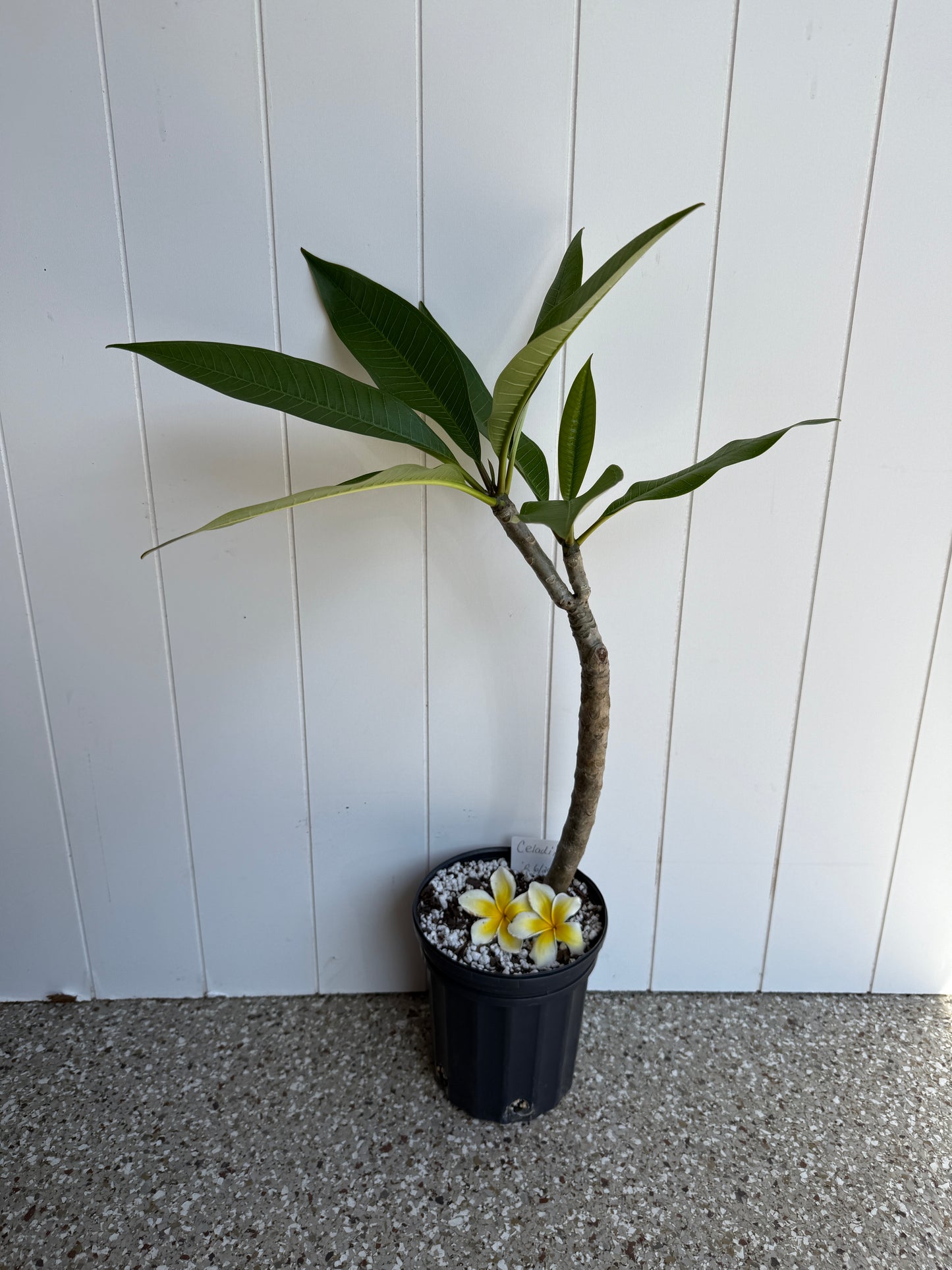 Celadine Plumeria Rooted cutting