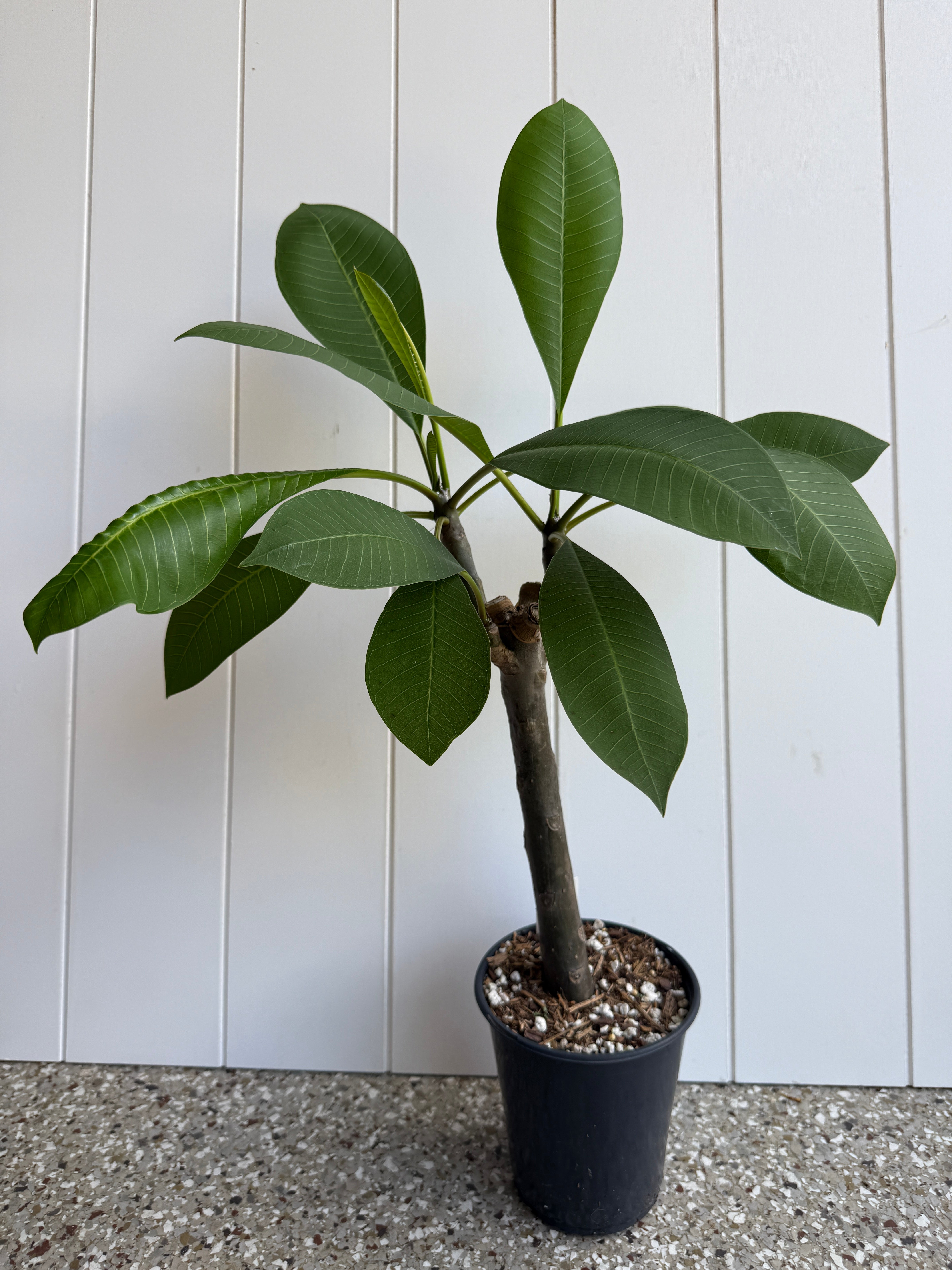 プルメリア苗木 園芸品種 Tobas Fire Toba's Fire Plumeria