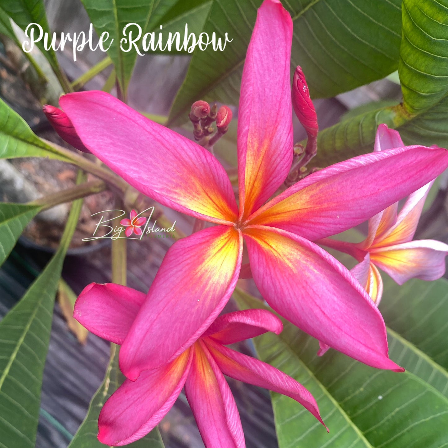 Purple Rainbow Plumeria rooted cutting