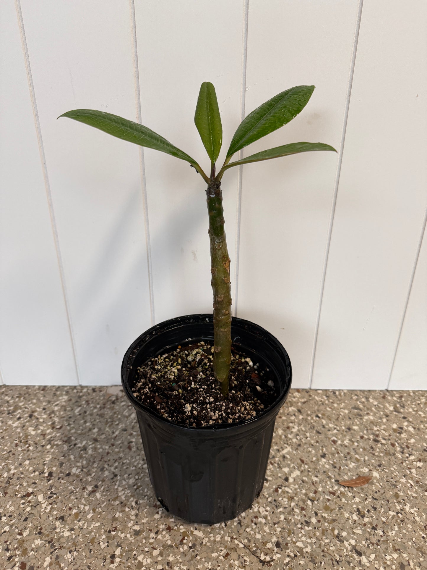 BIP Mystery NOID Plumeria Rooted Cuttings