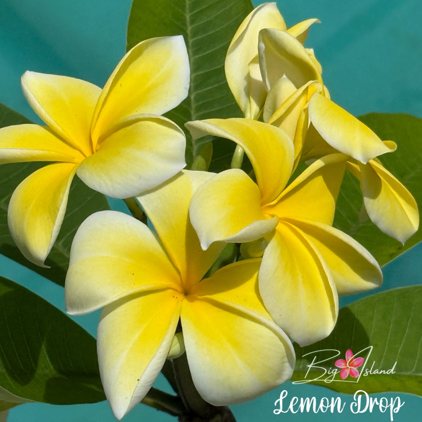 Lemon Drop Plumeria Rooted Cutting
