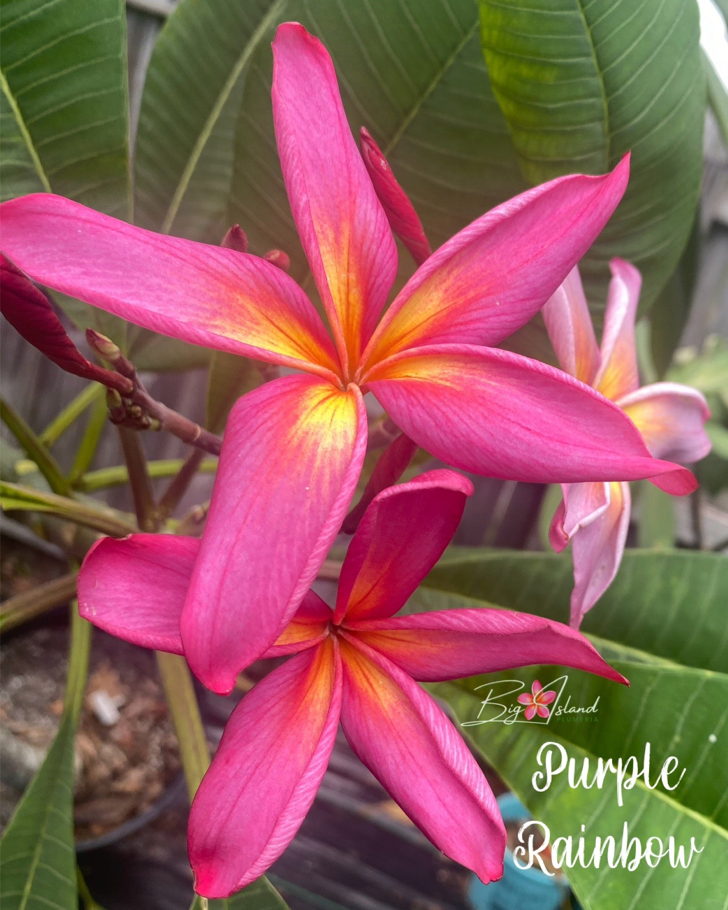 Purple Rainbow Plumeria rooted cutting