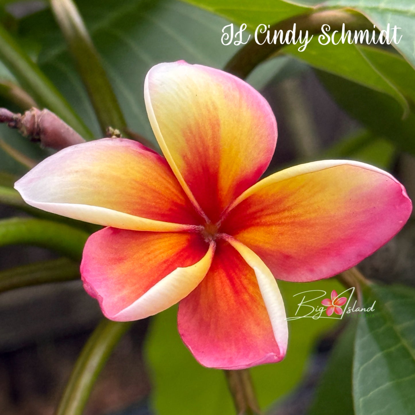 Cindy Schmidt Rooted cutting
