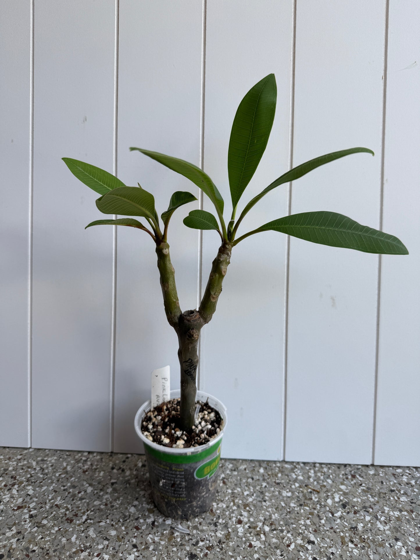 Pink Lemonade Plumeria Rooted cutting