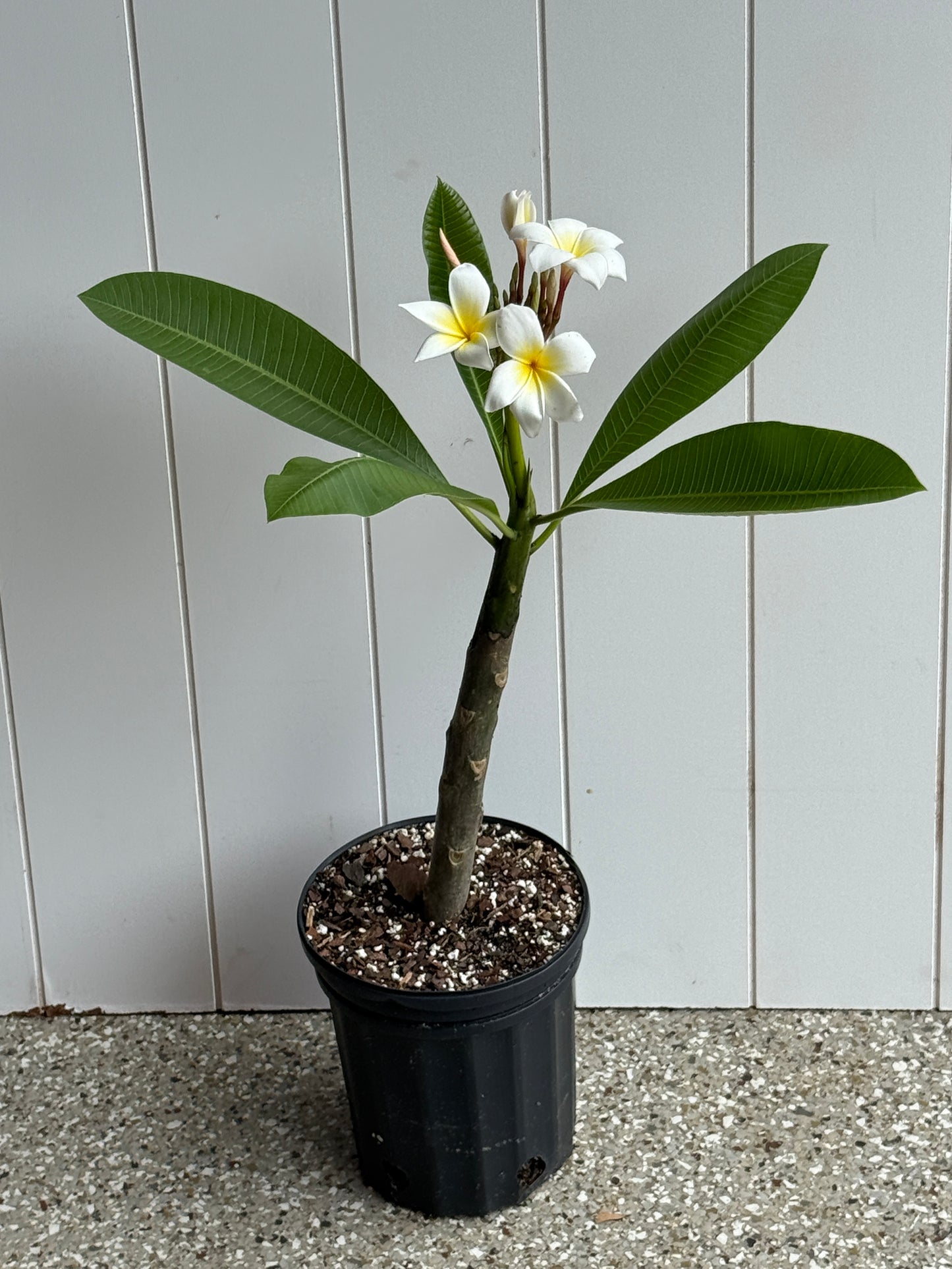 NOID White and Yellow Plumeria rooted cutting