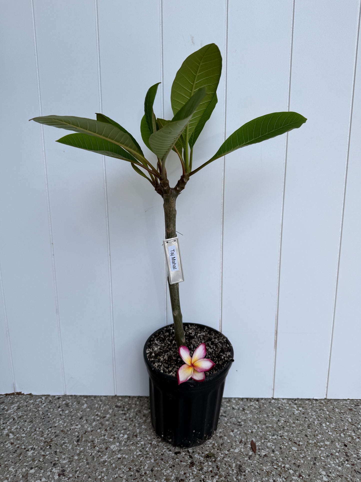 Taj Mahal Plumeria Rooted cutting