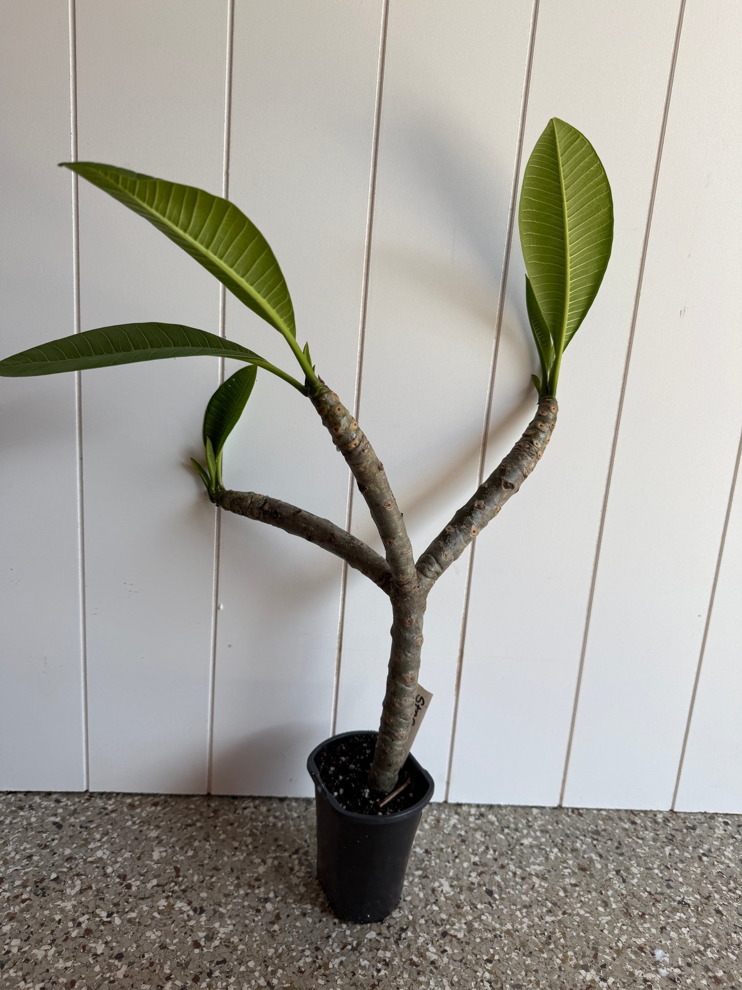 Star Ruby Plumeria rooted cutting (LOCAL)