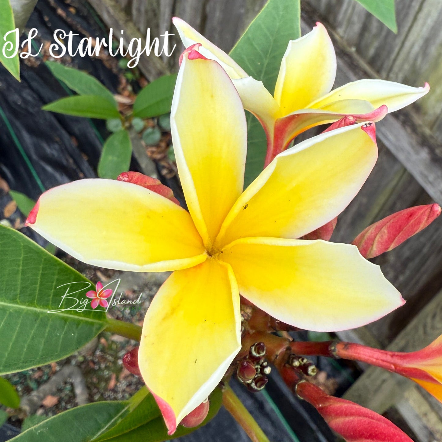 JL Starlight Plumeria Rooted cutting