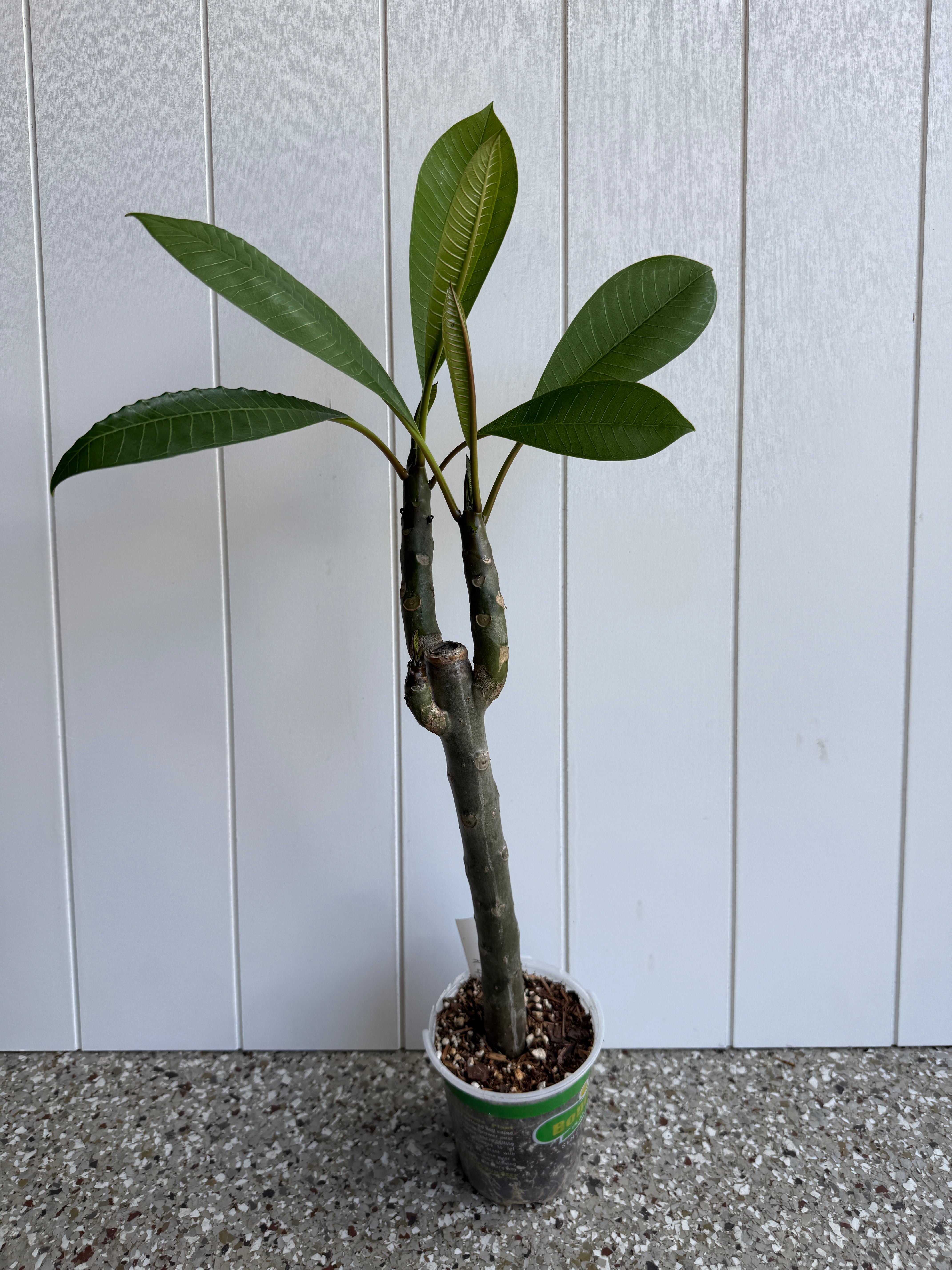 Toba's Fire Plumeria Rooted cutting – Big Island Plumeria