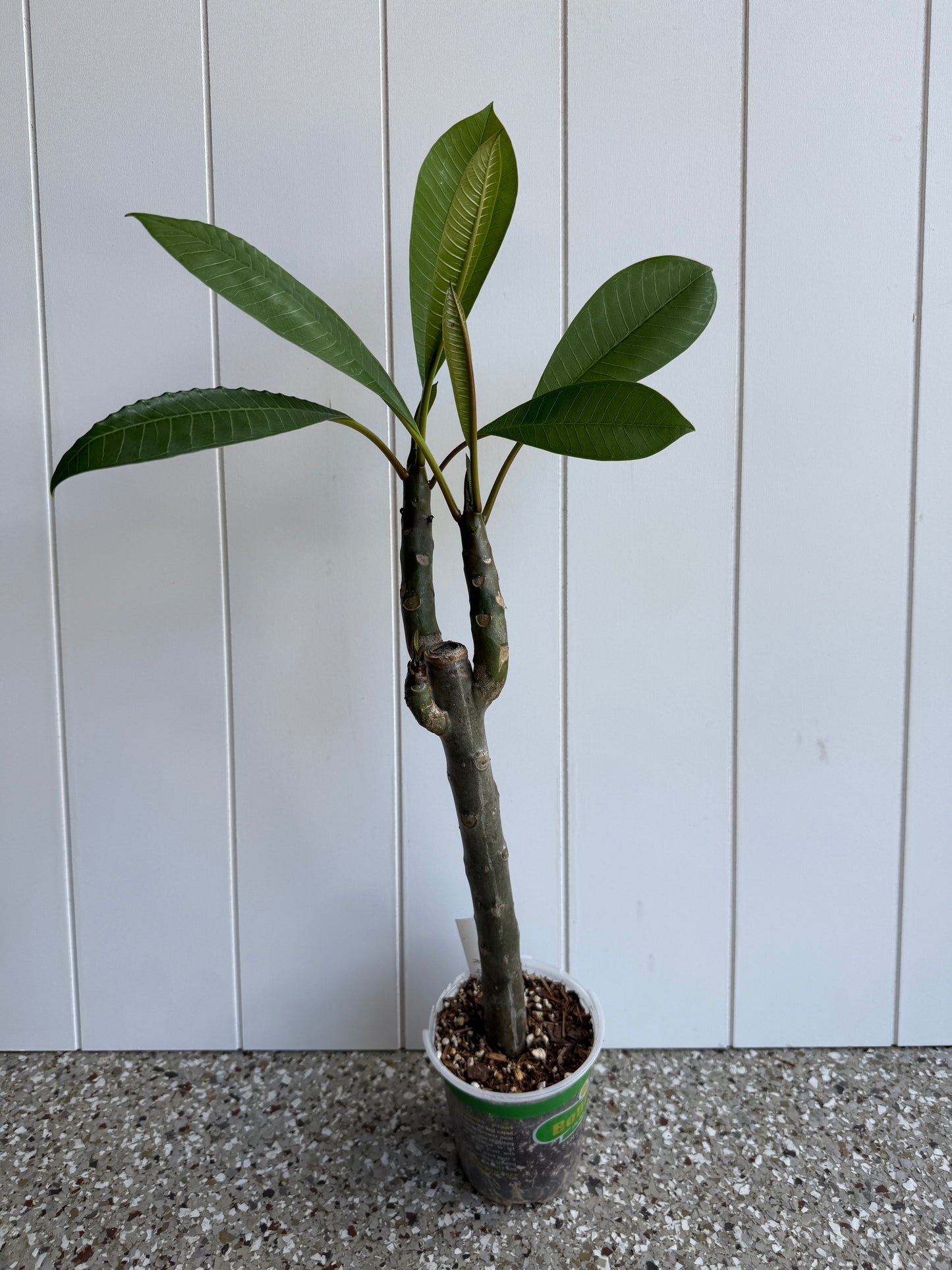 Toba's Fire Plumeria Rooted cutting