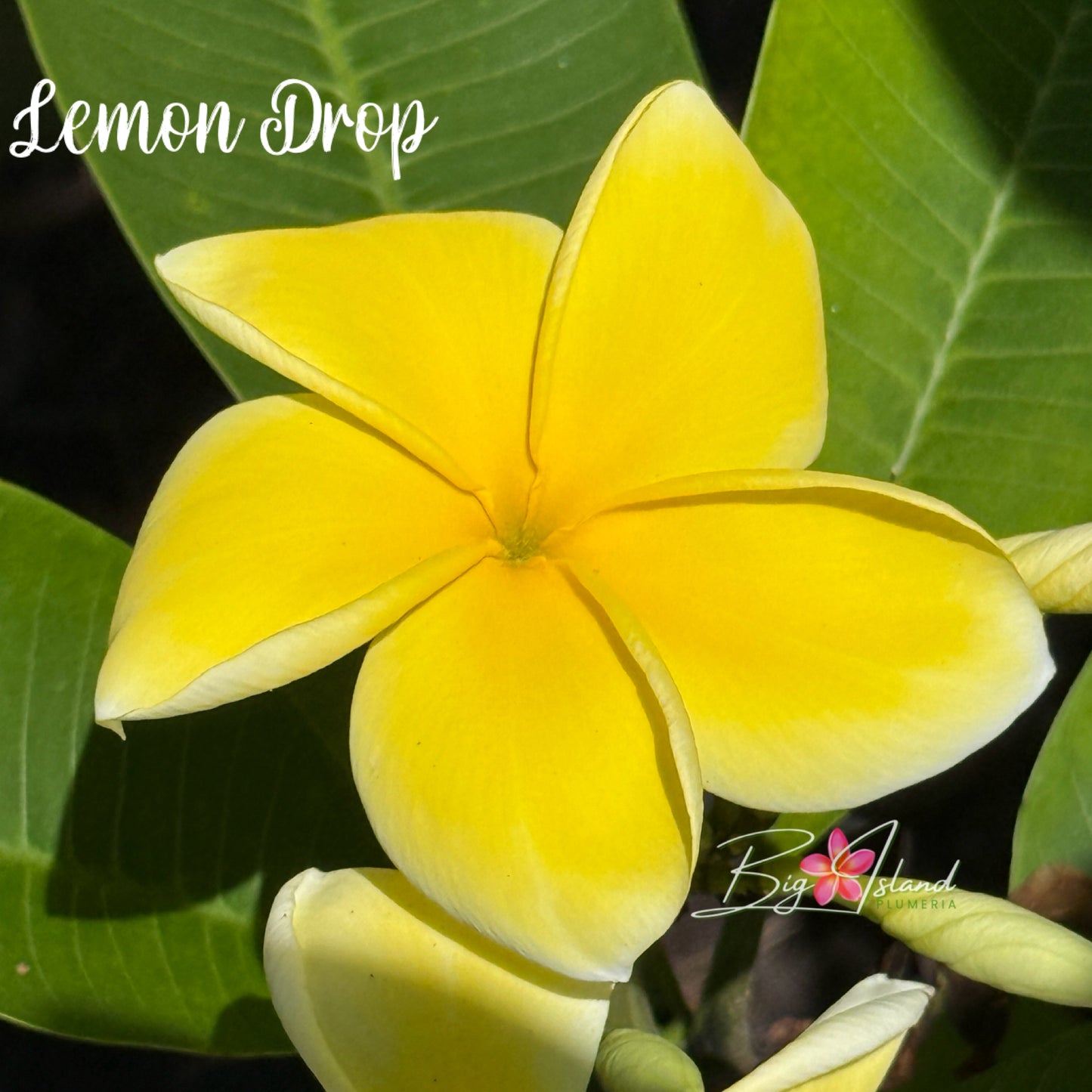 Lemon Drop Plumeria Rooted Cutting