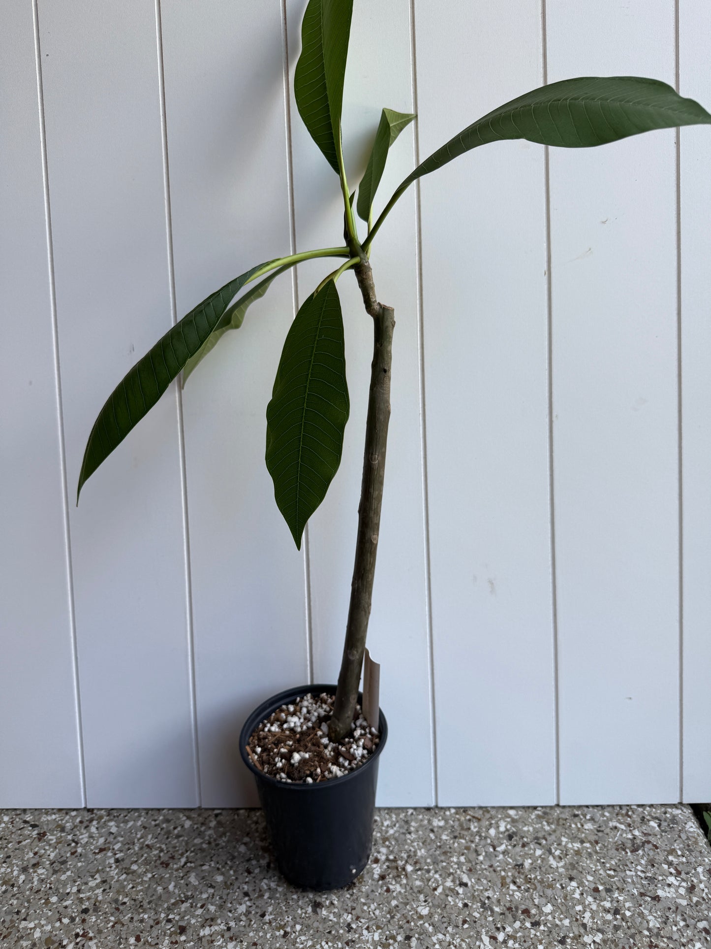 Makaha Sunn Plumeria Rooted cutting