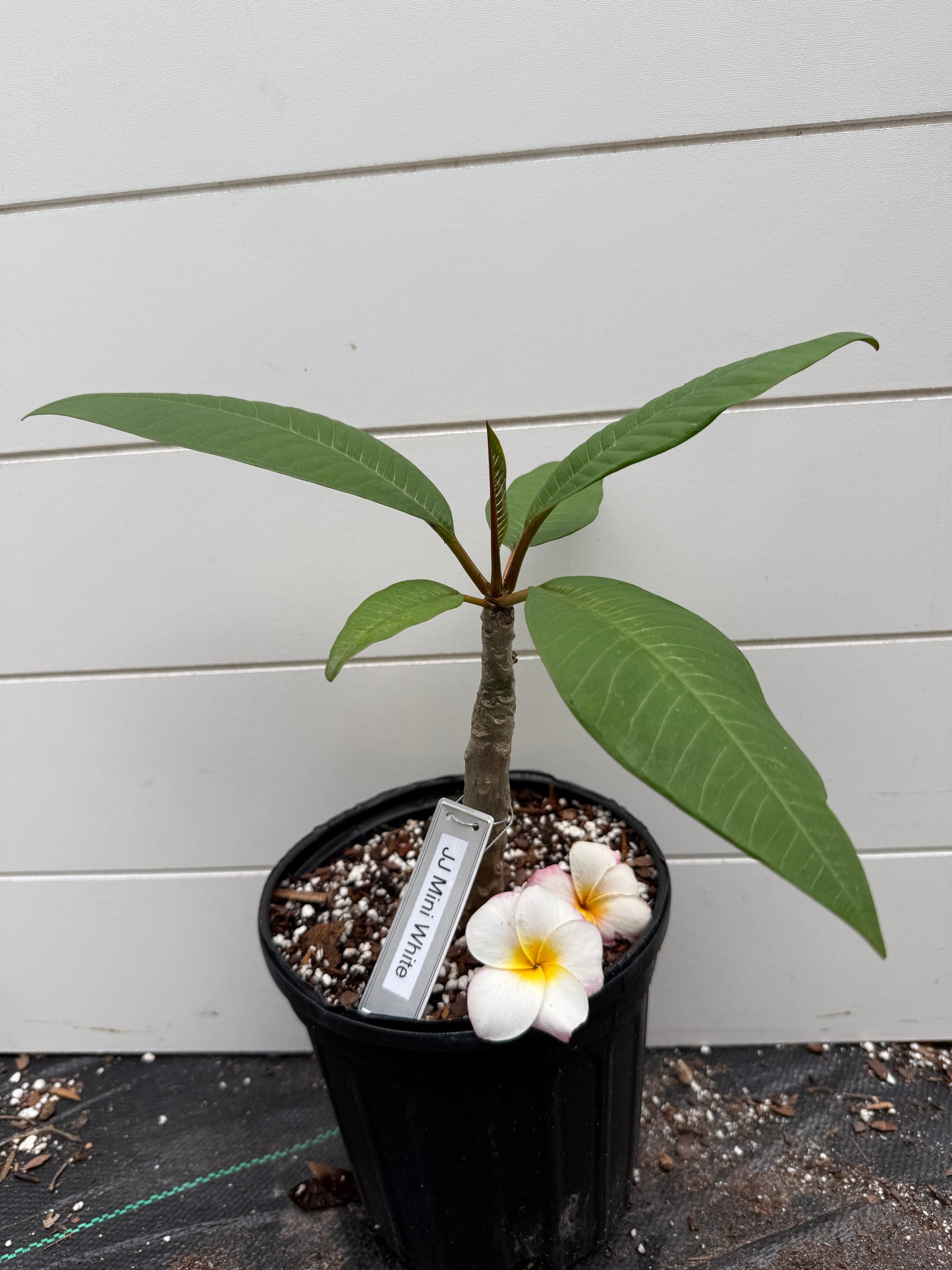 JJ Mini White Plumeria Rooted cutting