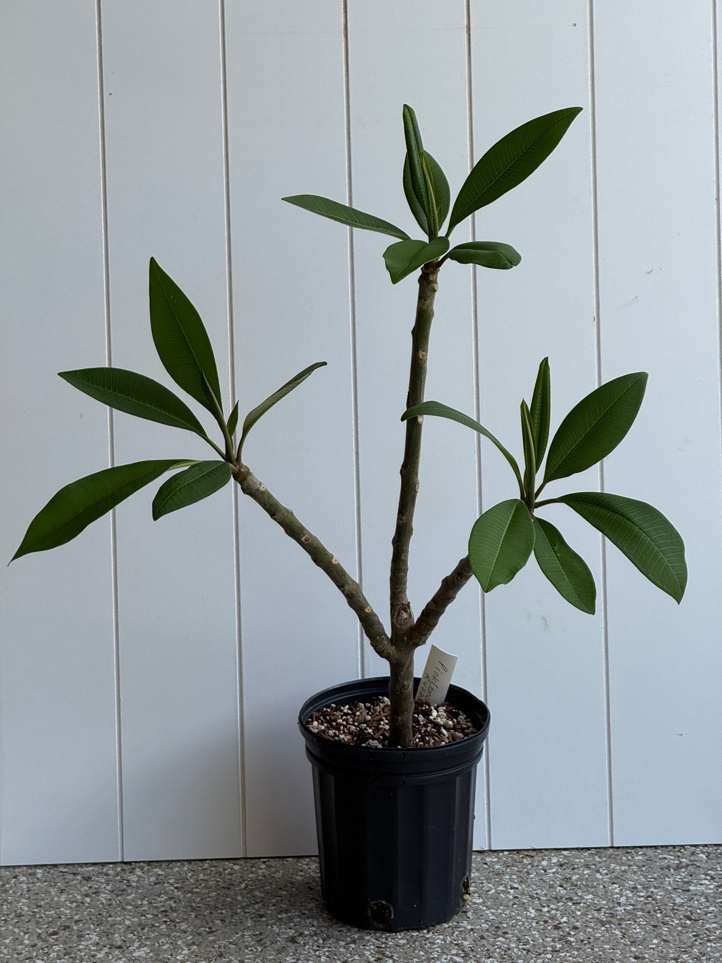 Pink Lemonade Plumeria Rooted cutting (LOCAL)