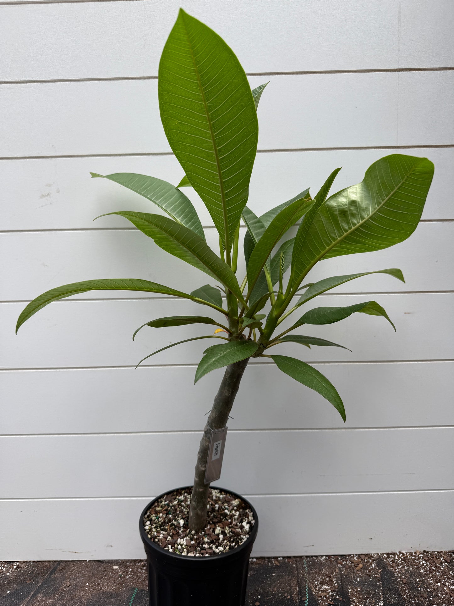 Heidi Plumeria Rooted cutting