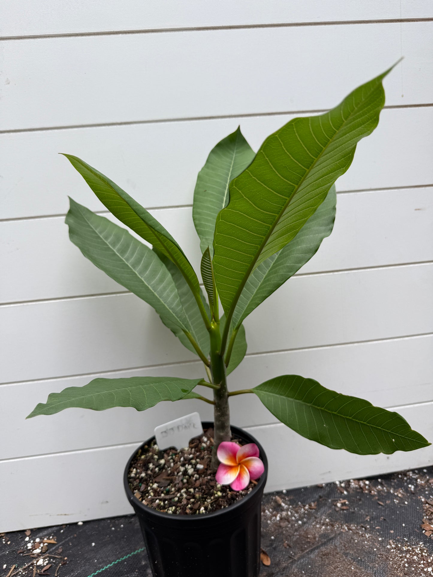 JJ Divine Plumeria rooted cutting