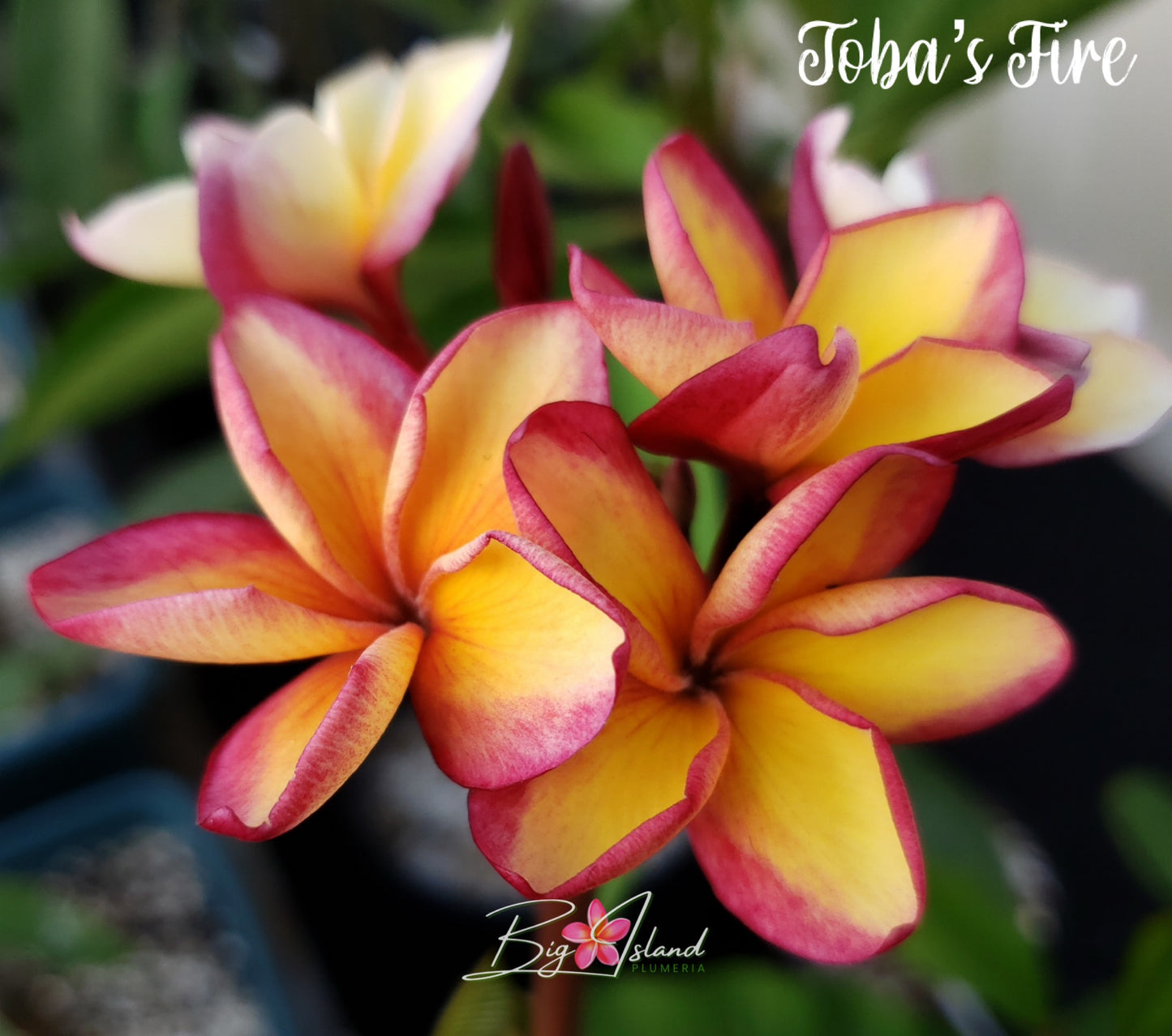 Toba's Fire Plumeria Rooted cutting