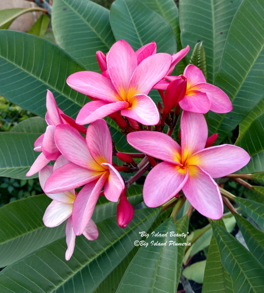 Big Island Beauty Plumeria rooted cutting