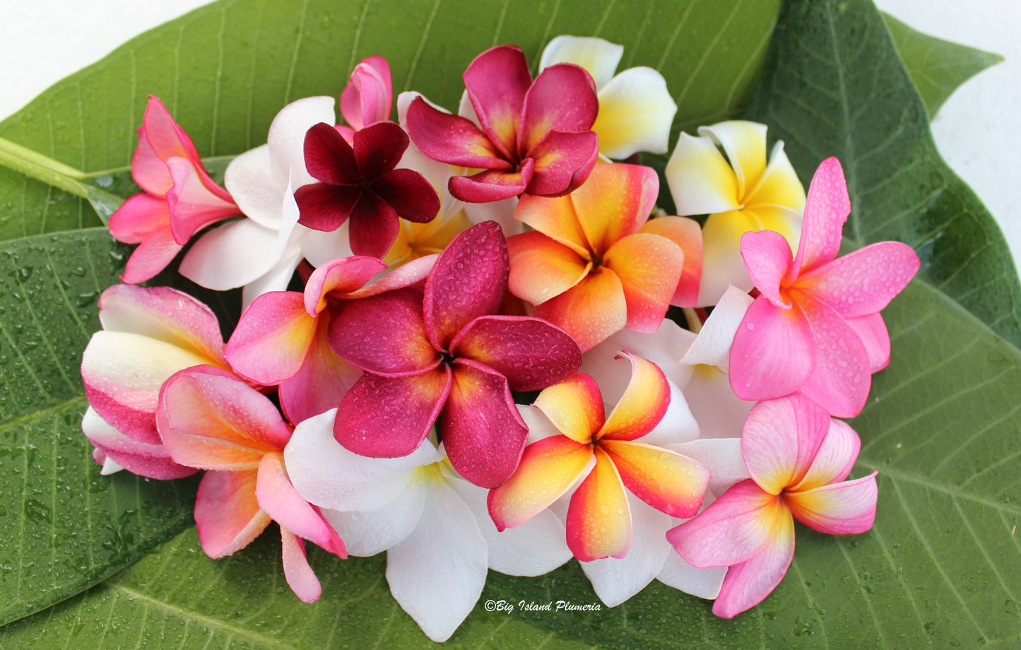 BIP Mystery NOID Plumeria Rooted Cuttings