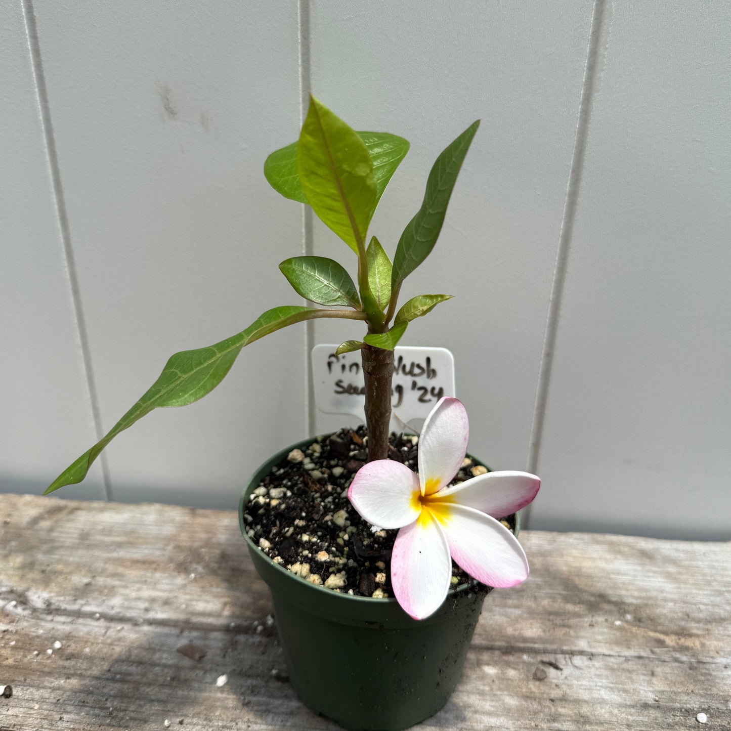Plumeria 1-year Seedlings - Make your own Pack!