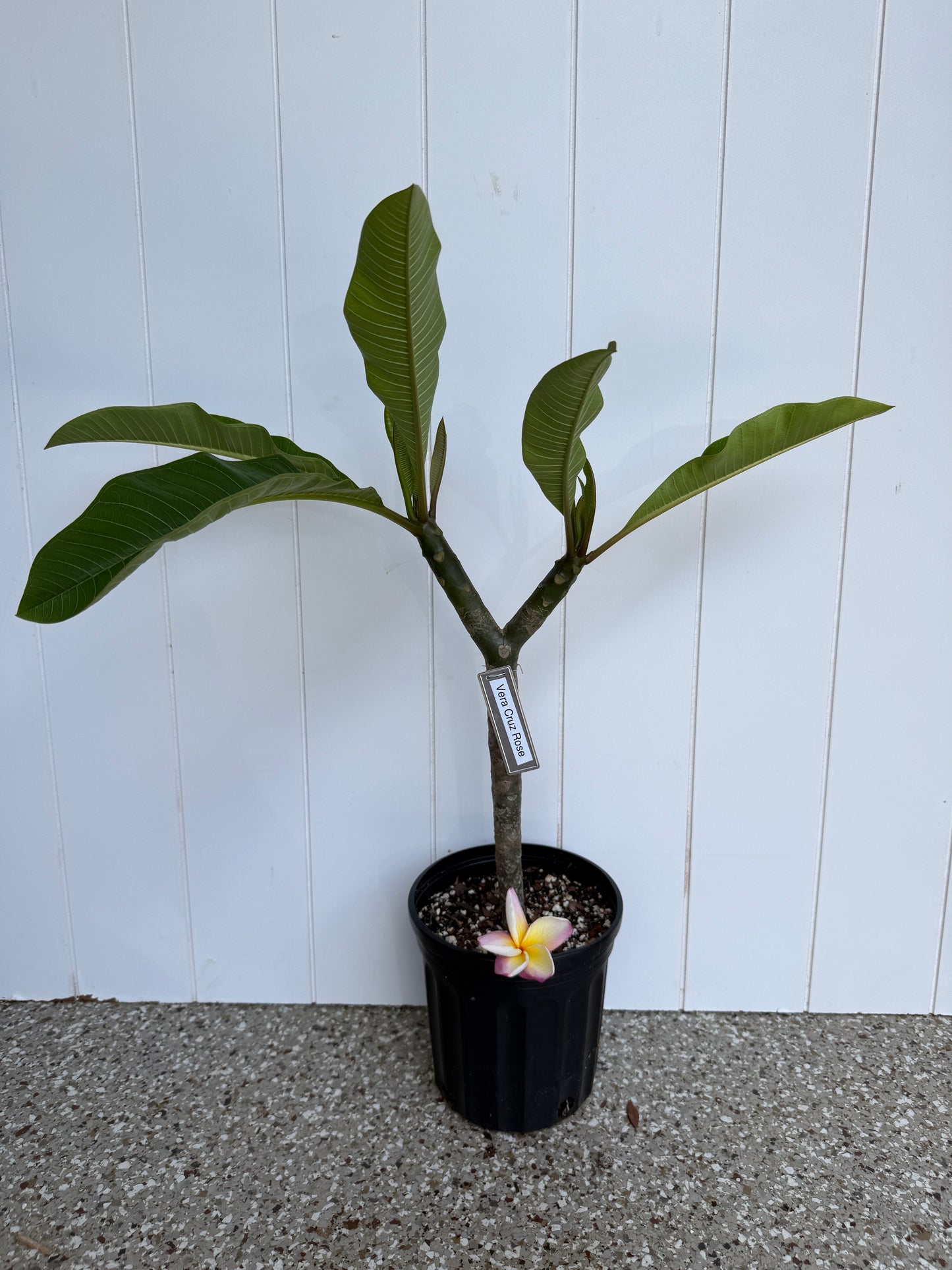 Vera Cruz Rose Plumeria Rooted cutting (LOCAL)