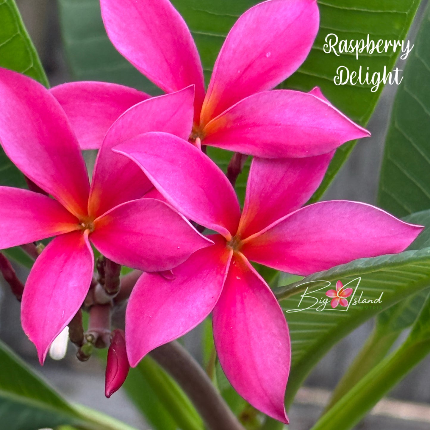 Raspberry Delight Plumeria rooted cutting