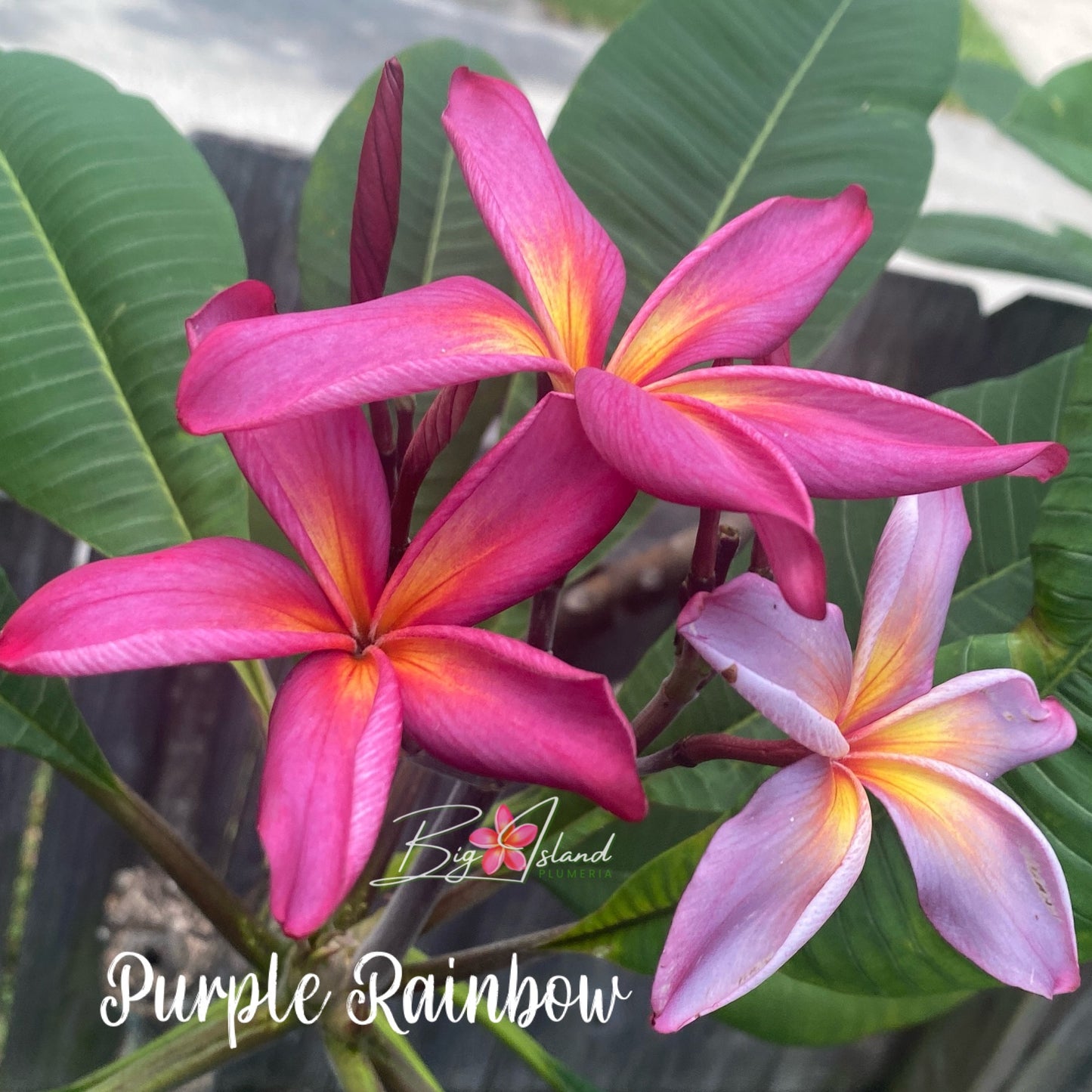 Purple Rainbow Plumeria rooted cutting