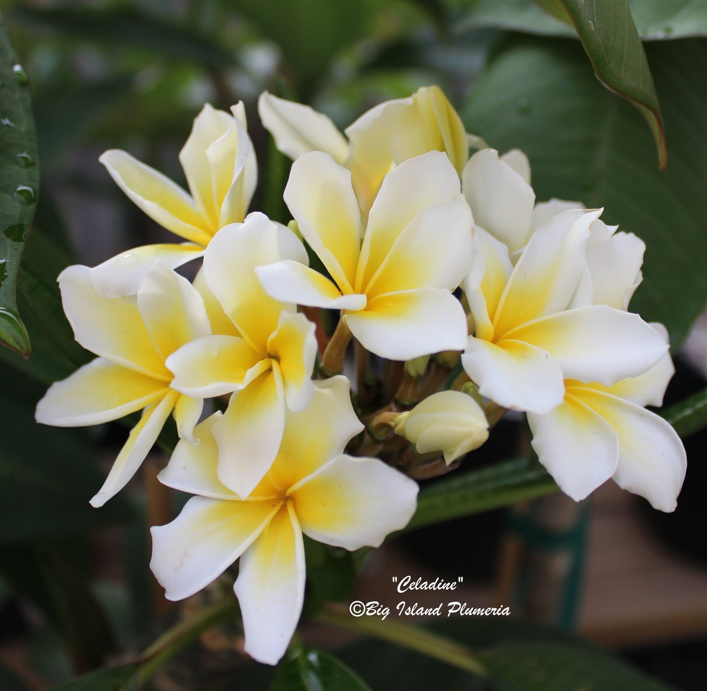 Celadine Plumeria Rooted cutting (LOCAL)
