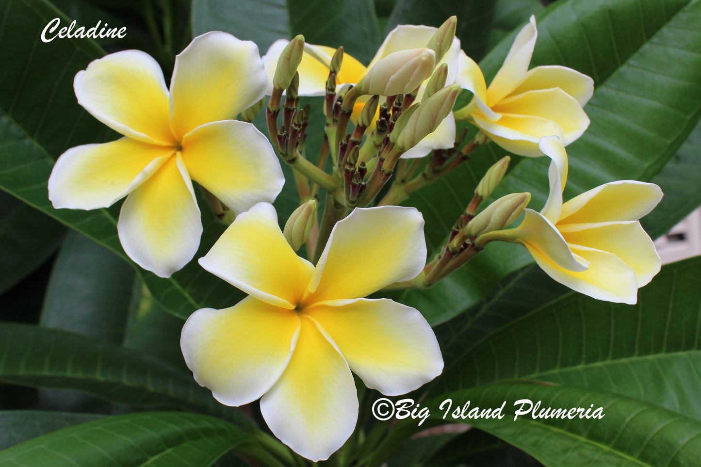 Celadine Plumeria Rooted cutting (LOCAL)