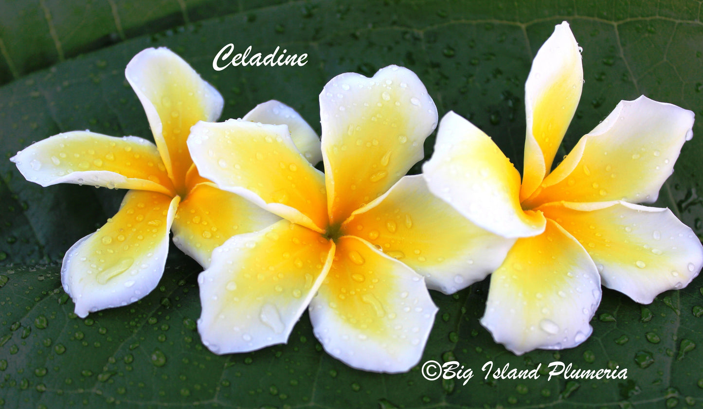 Celadine Plumeria Rooted cutting (LOCAL)