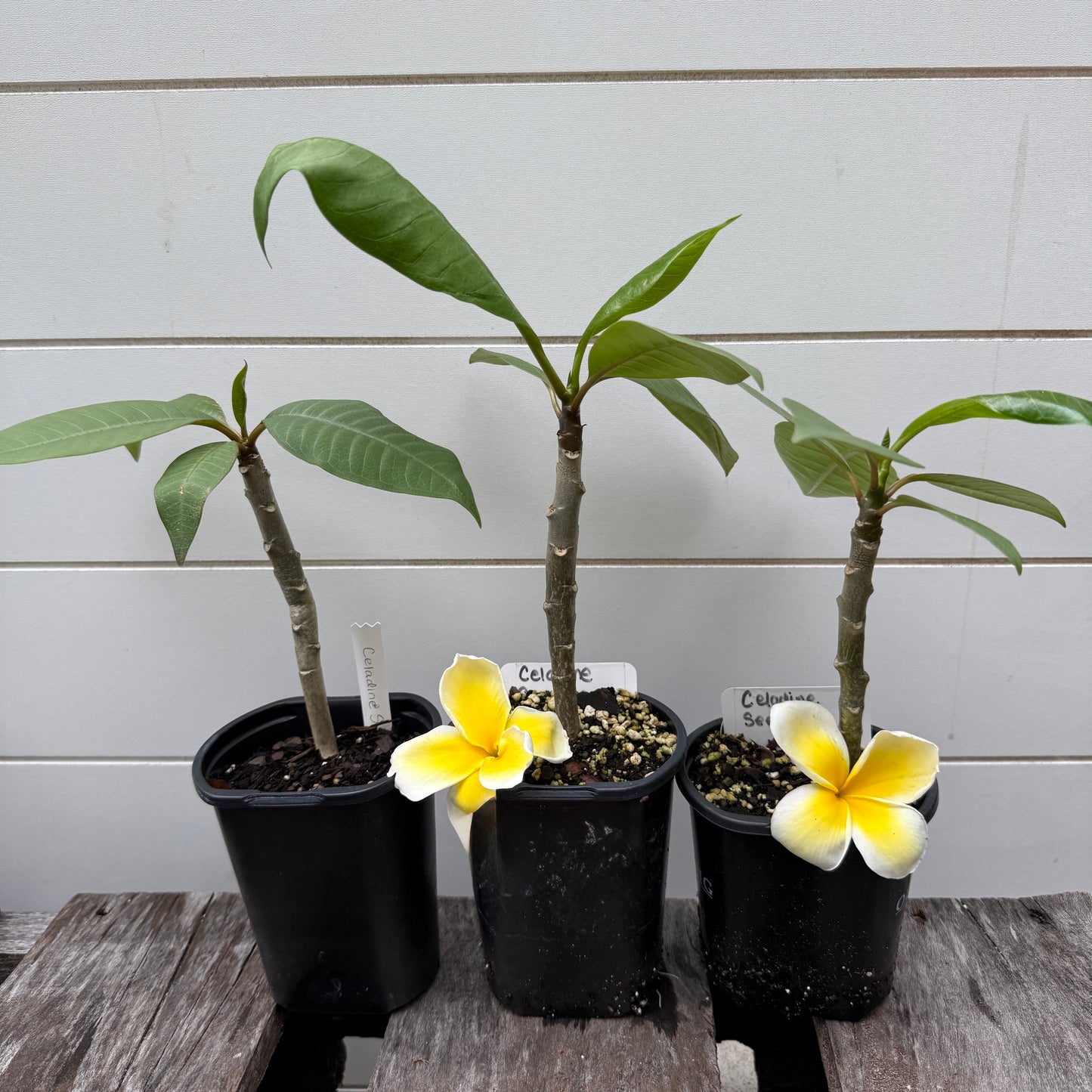 Plumeria 1-year Seedlings - Make your own Pack!