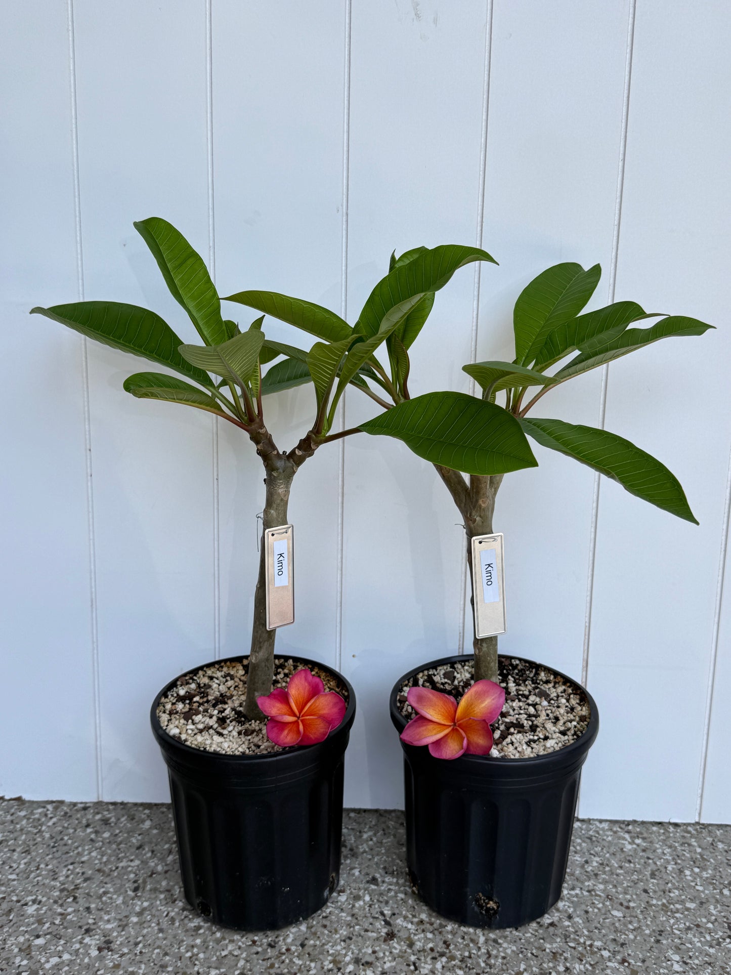 Kimo Plumeria Rooted cutting