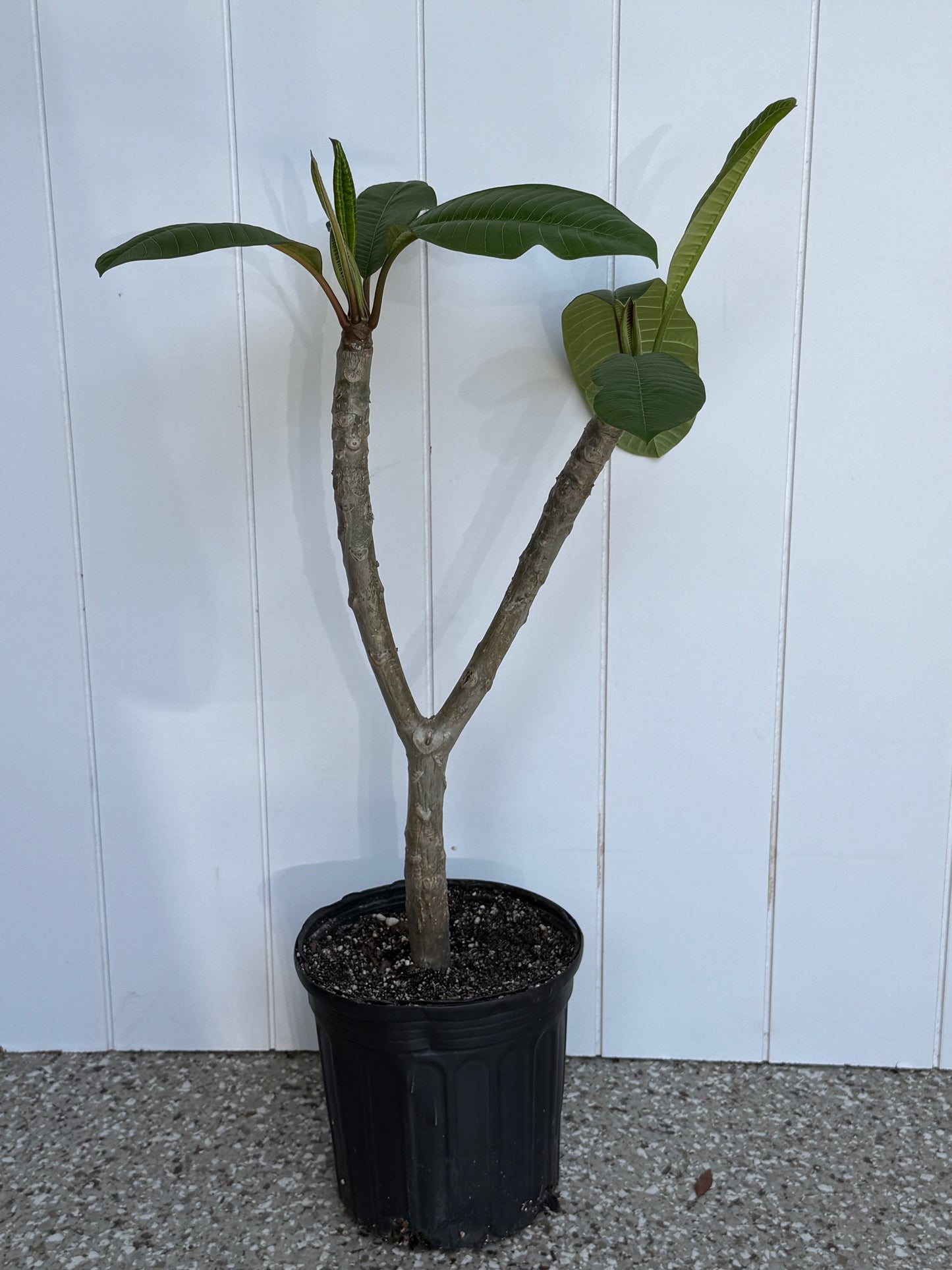 Cindy Schmidt Rooted cutting