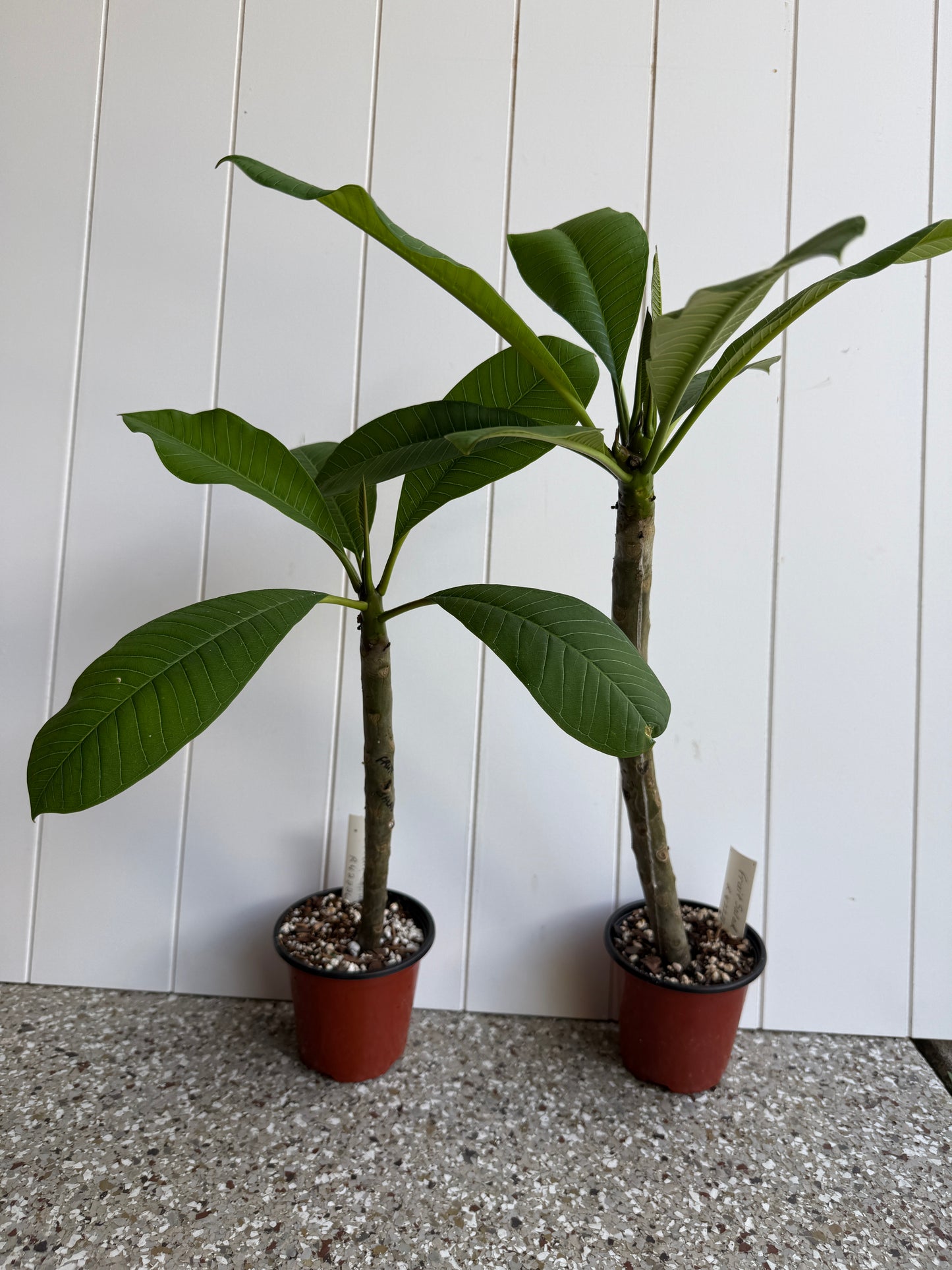 Fruit Salad Plumeria Rooted cutting