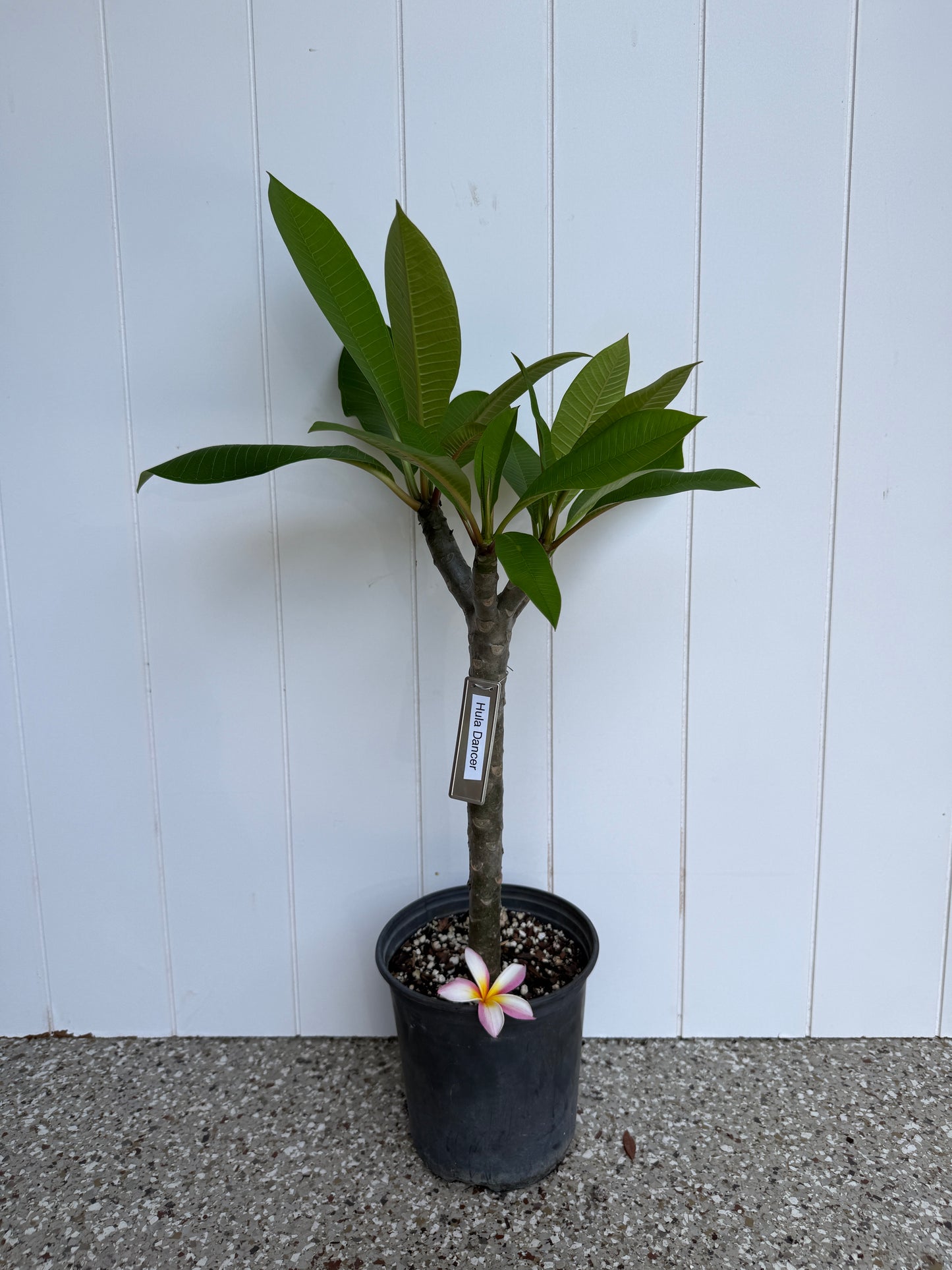 Hula Dancer Plumeria Rooted cutting