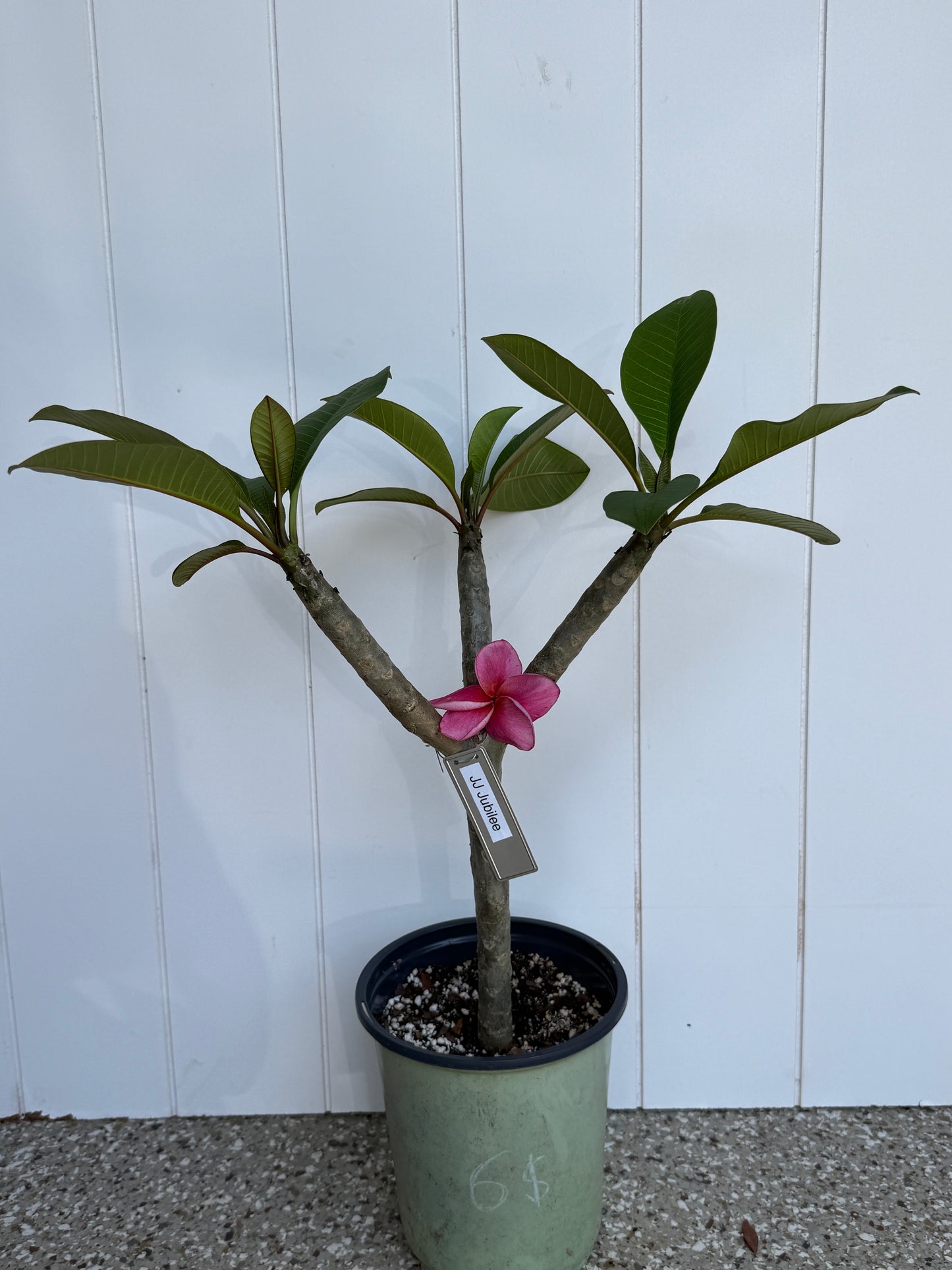 JJ Jubilee Plumeria rooted cutting