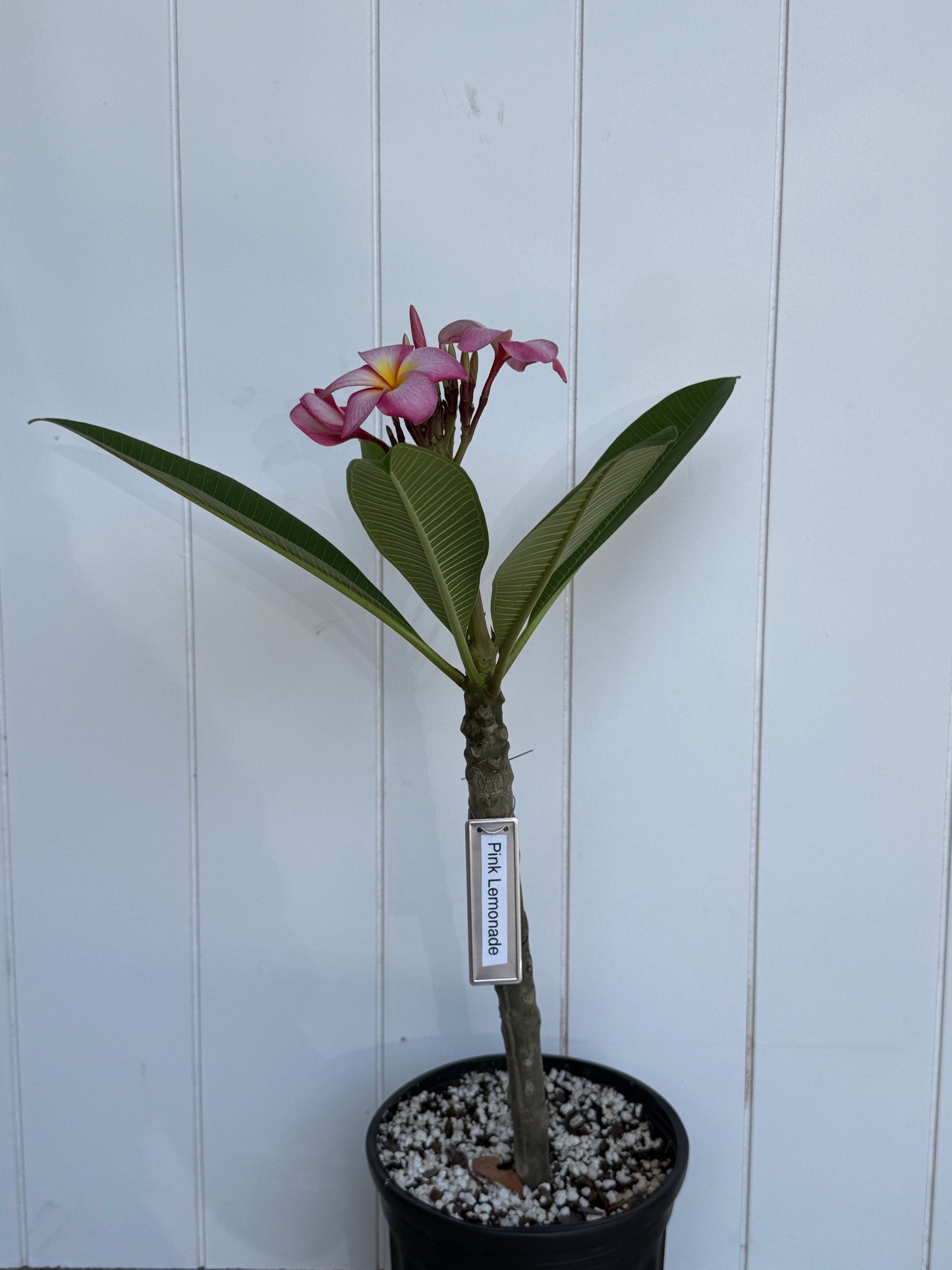 Pink Lemonade Plumeria Rooted cutting