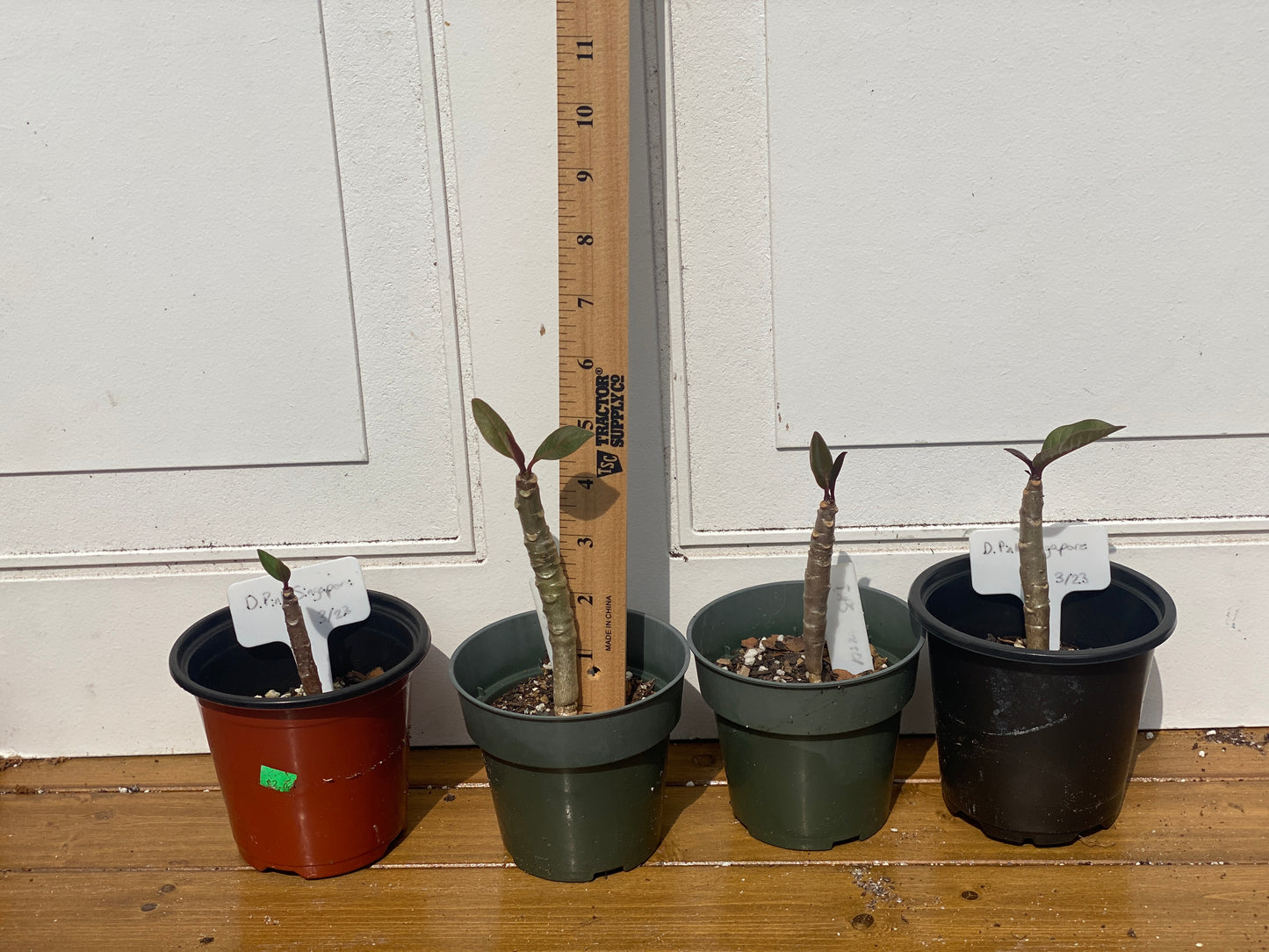 Plumeria Seedlings - Make your own Pack!