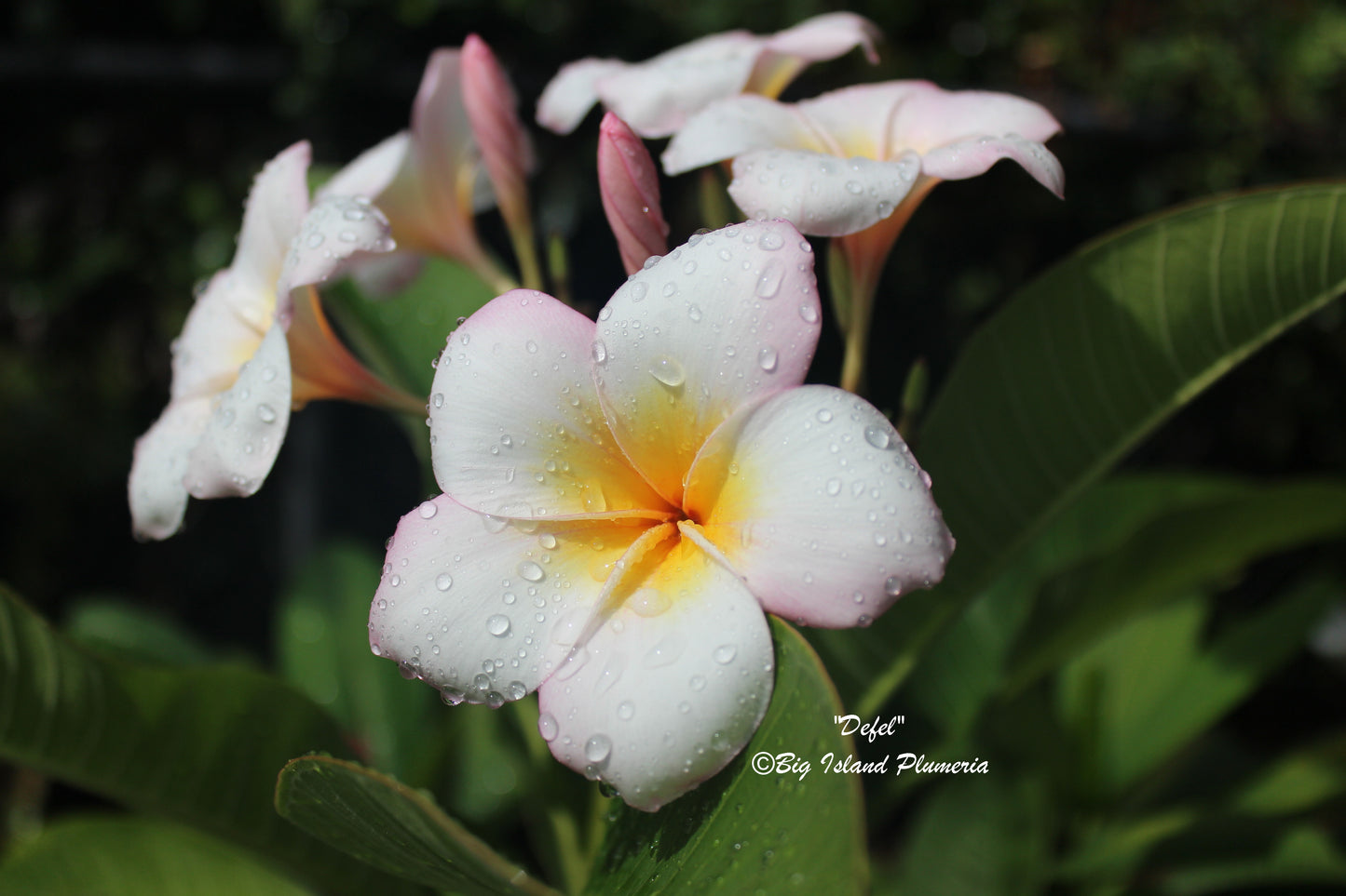 Defel Plumeria