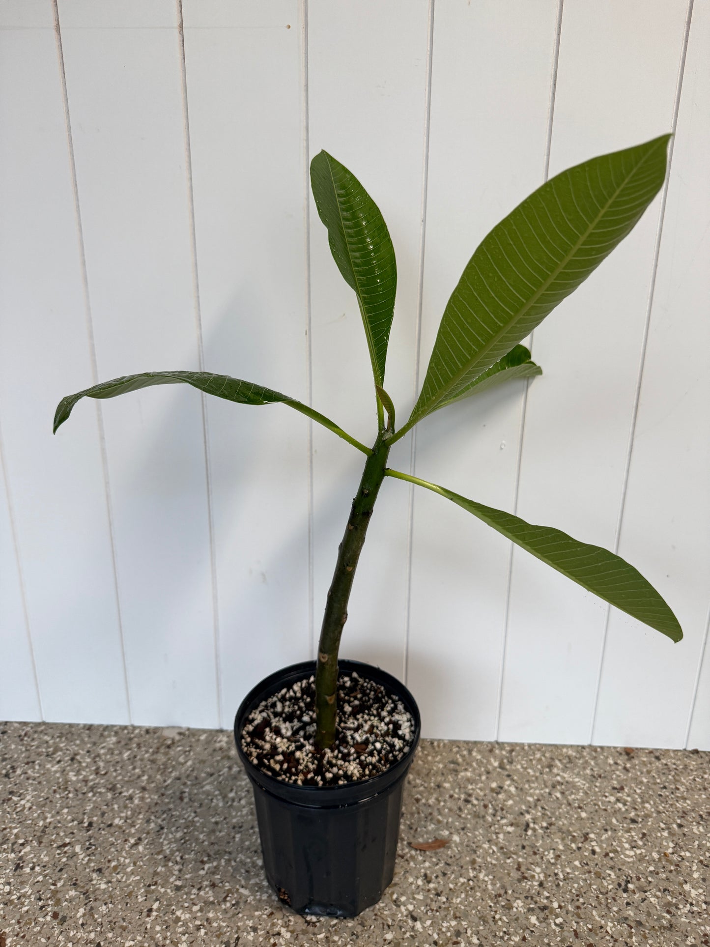 BIP Mystery NOID Plumeria Rooted Cuttings
