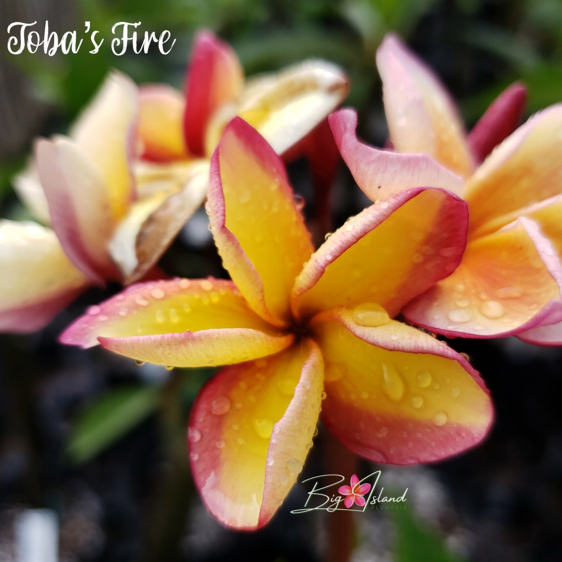Toba's Fire Plumeria Rooted cutting – Big Island Plumeria