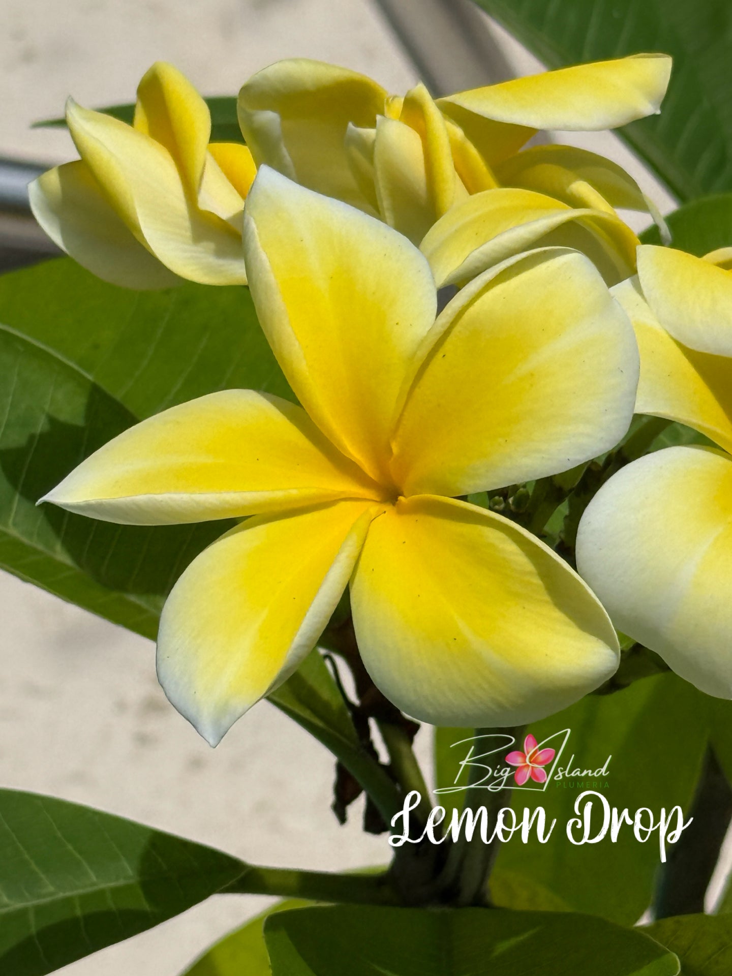 Lemon Drop Plumeria Rooted Cutting