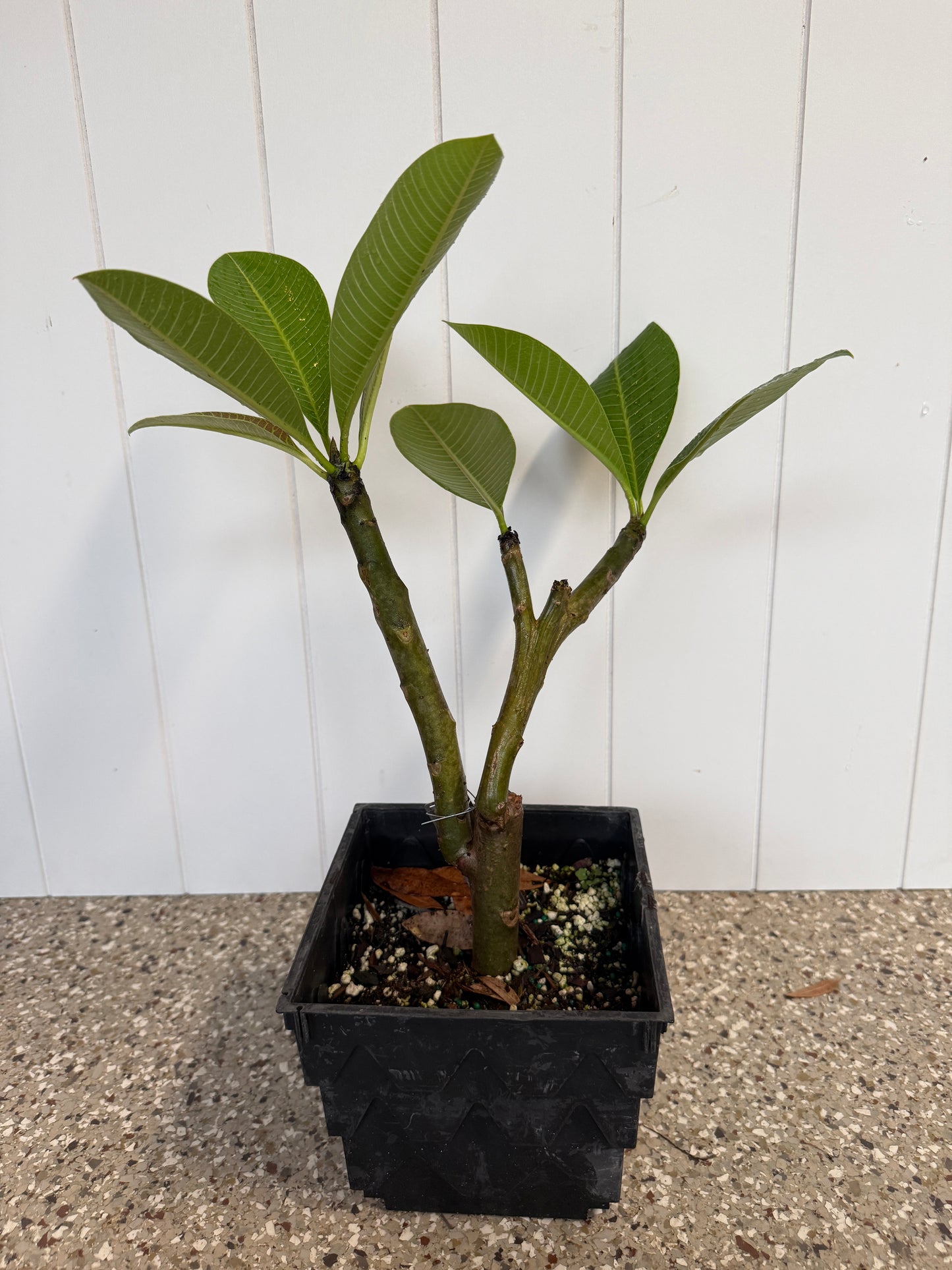 NOID White and Yellow Plumeria rooted cutting