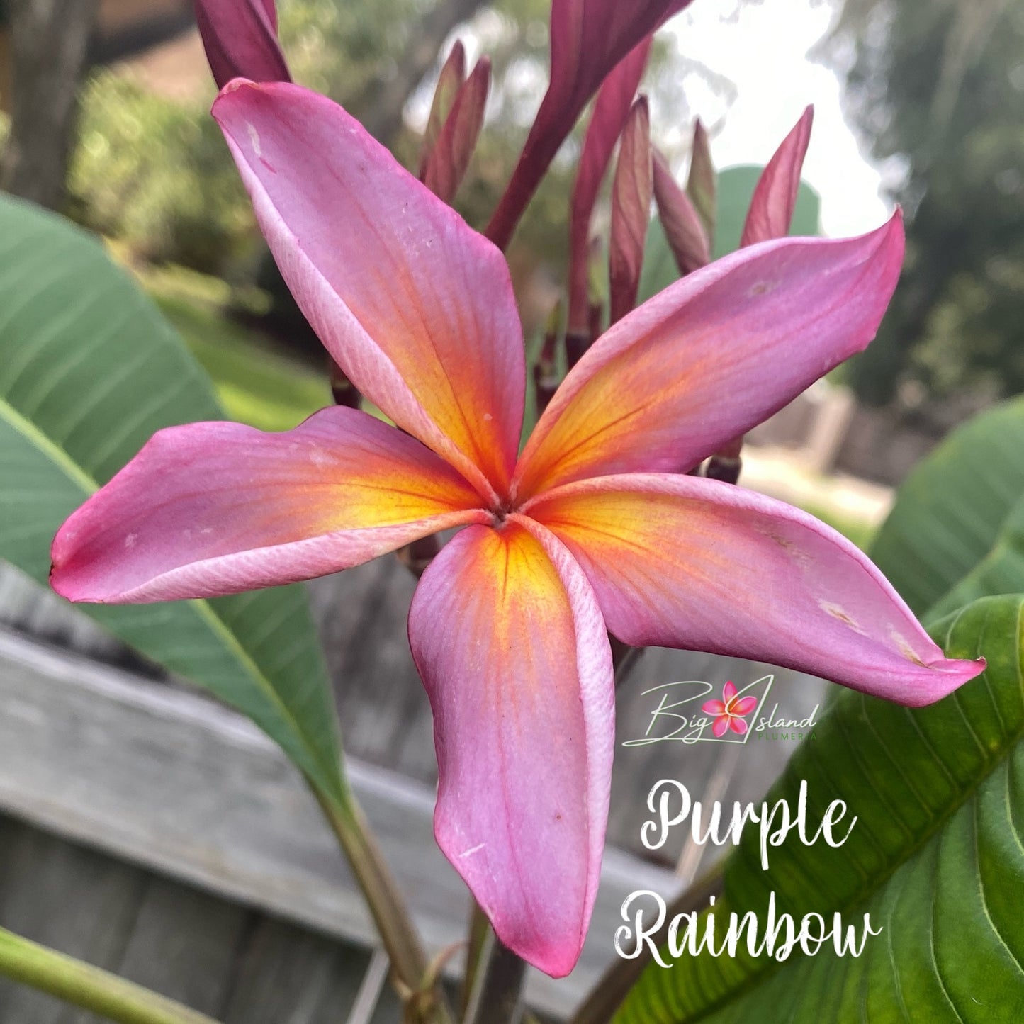Purple Rainbow Plumeria rooted cutting