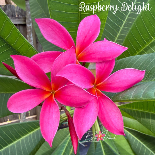 Raspberry Delight Plumeria rooted cutting