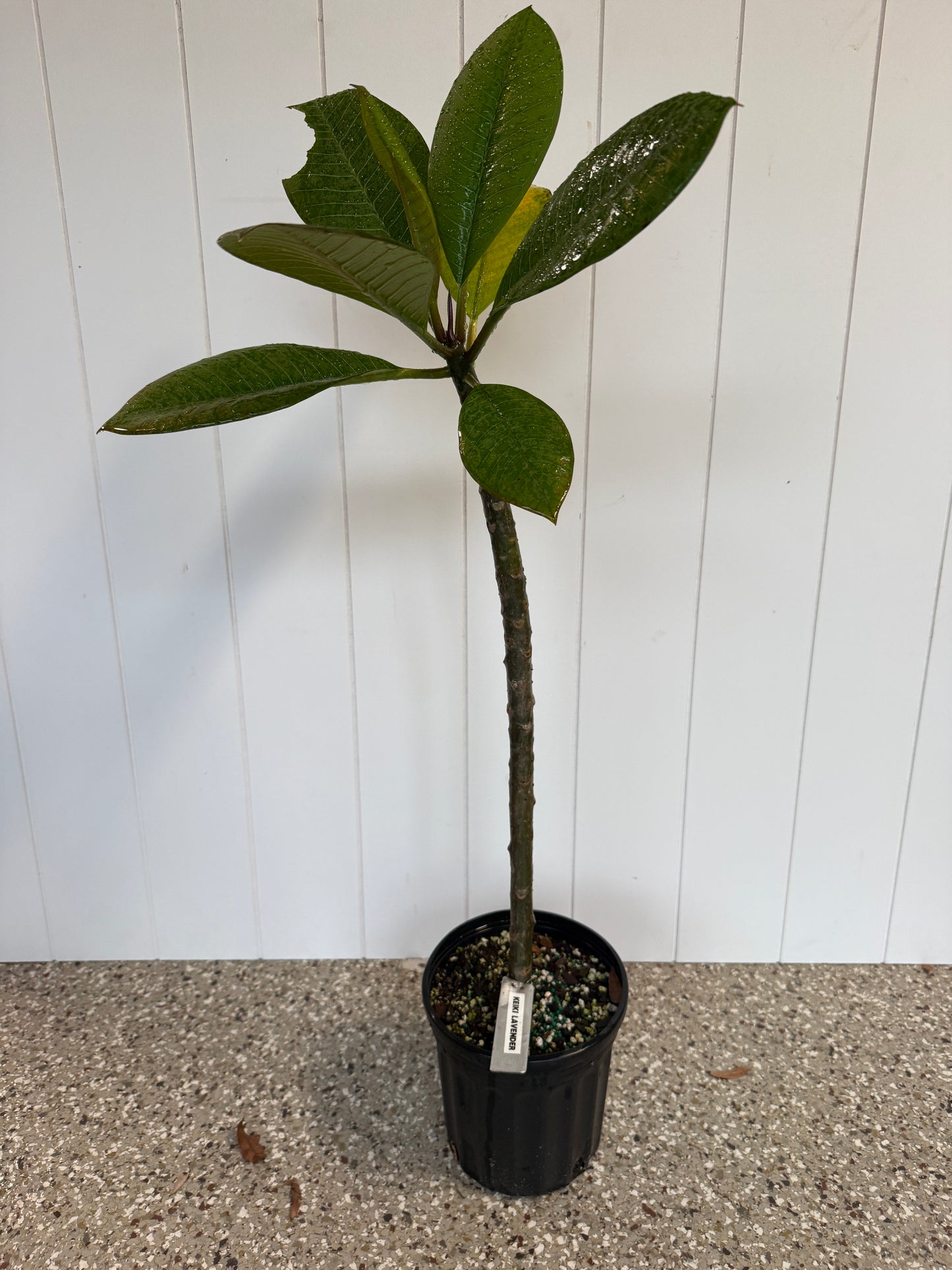 Keiki Lavender Plumeria rooted cutting