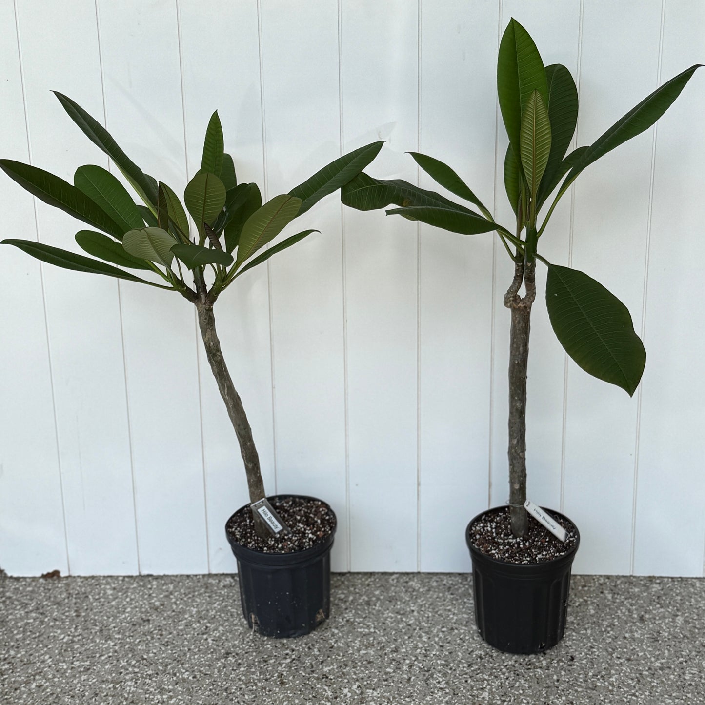 Hilo Beauty Plumeria Rooted cutting