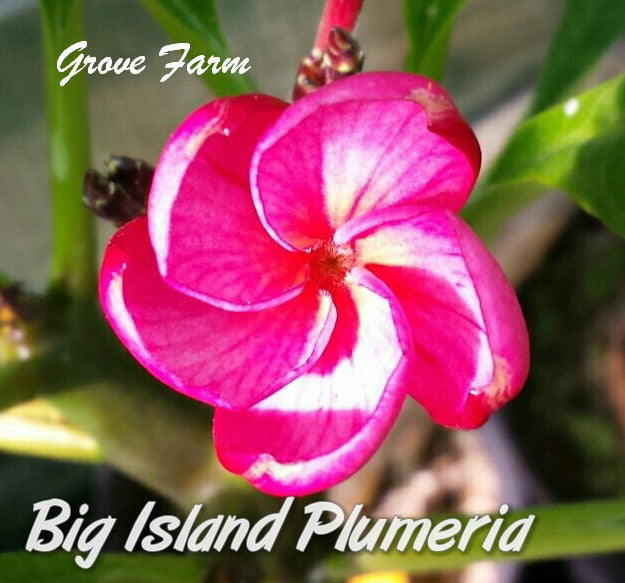 Grove Farm Plumeria