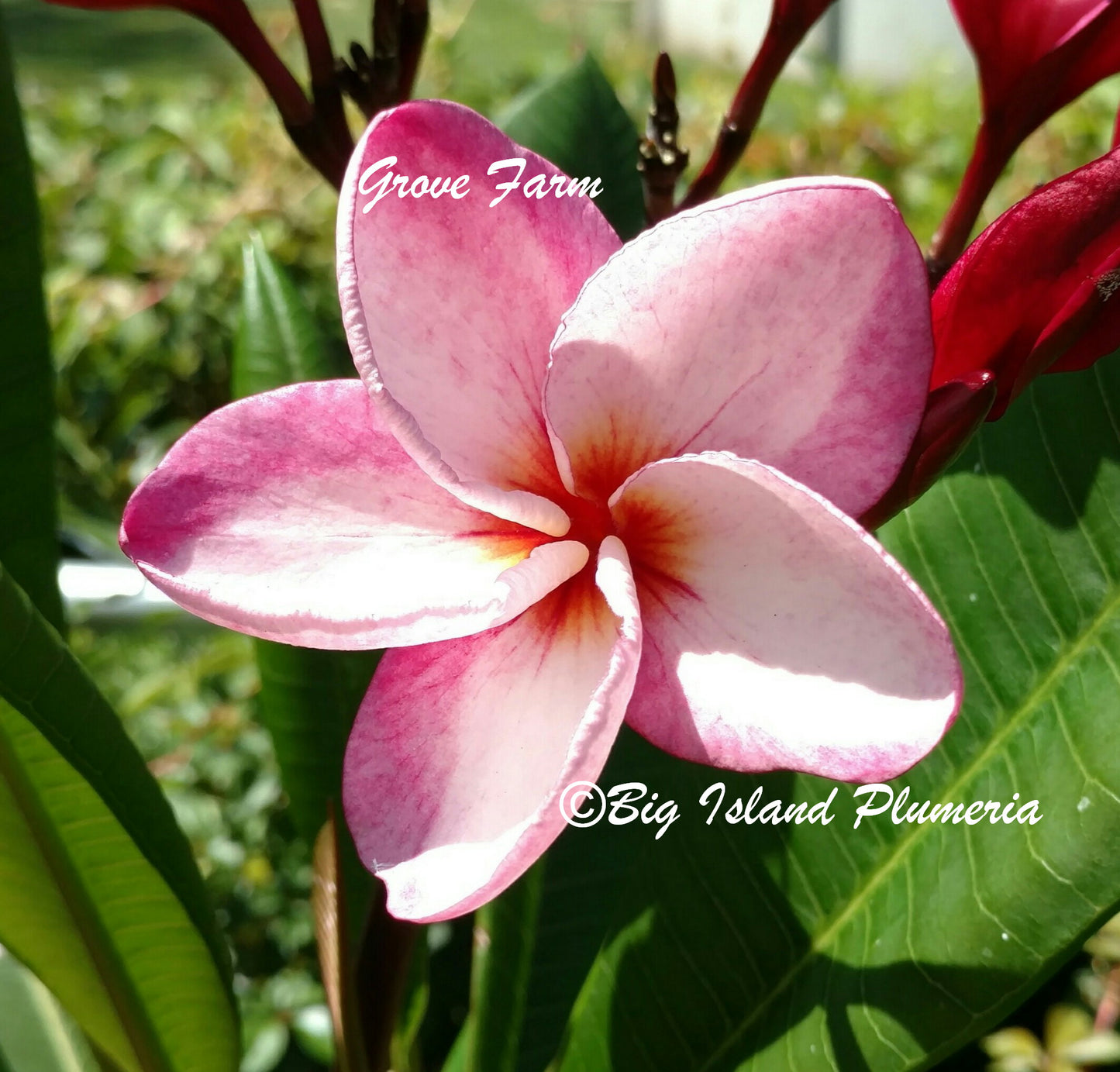 Grove Farm Plumeria