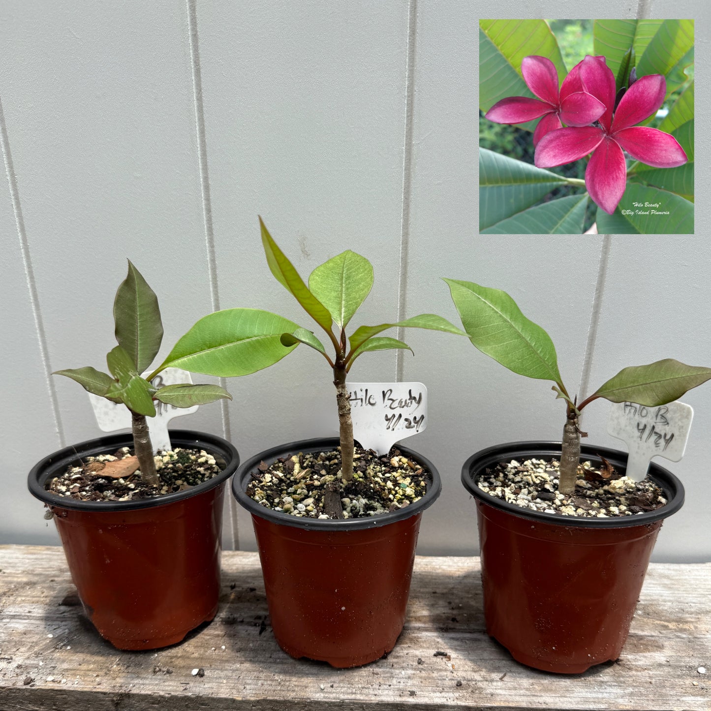 Plumeria 1-year Seedlings - Make your own Pack!